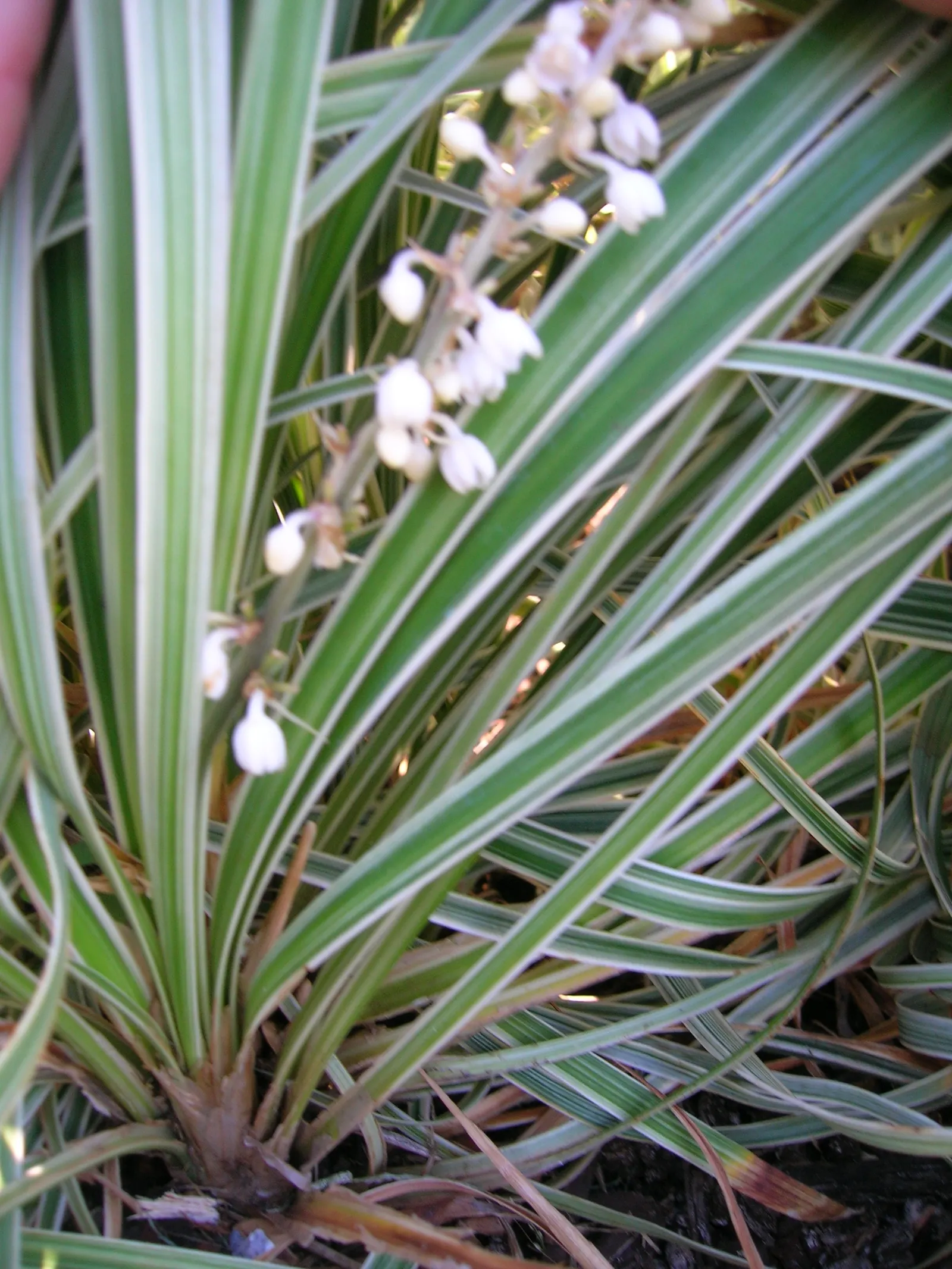 Lilyturf (Liriope Spicata) — This sturdy groundcover is characterized by its dense tufts of slender