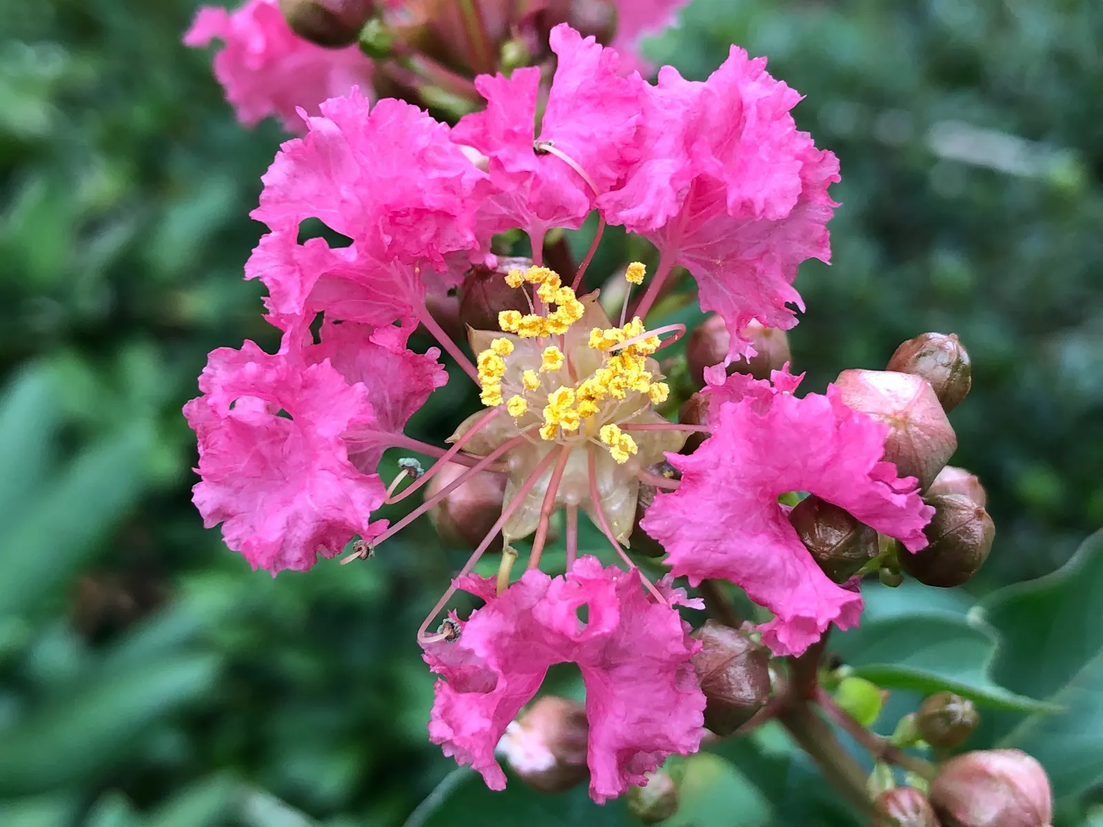 Tuscarora Crape Myrtle (Lagerstroemia Indica 'Tuscarora') — it offers a rounded canopy and boasts attractive