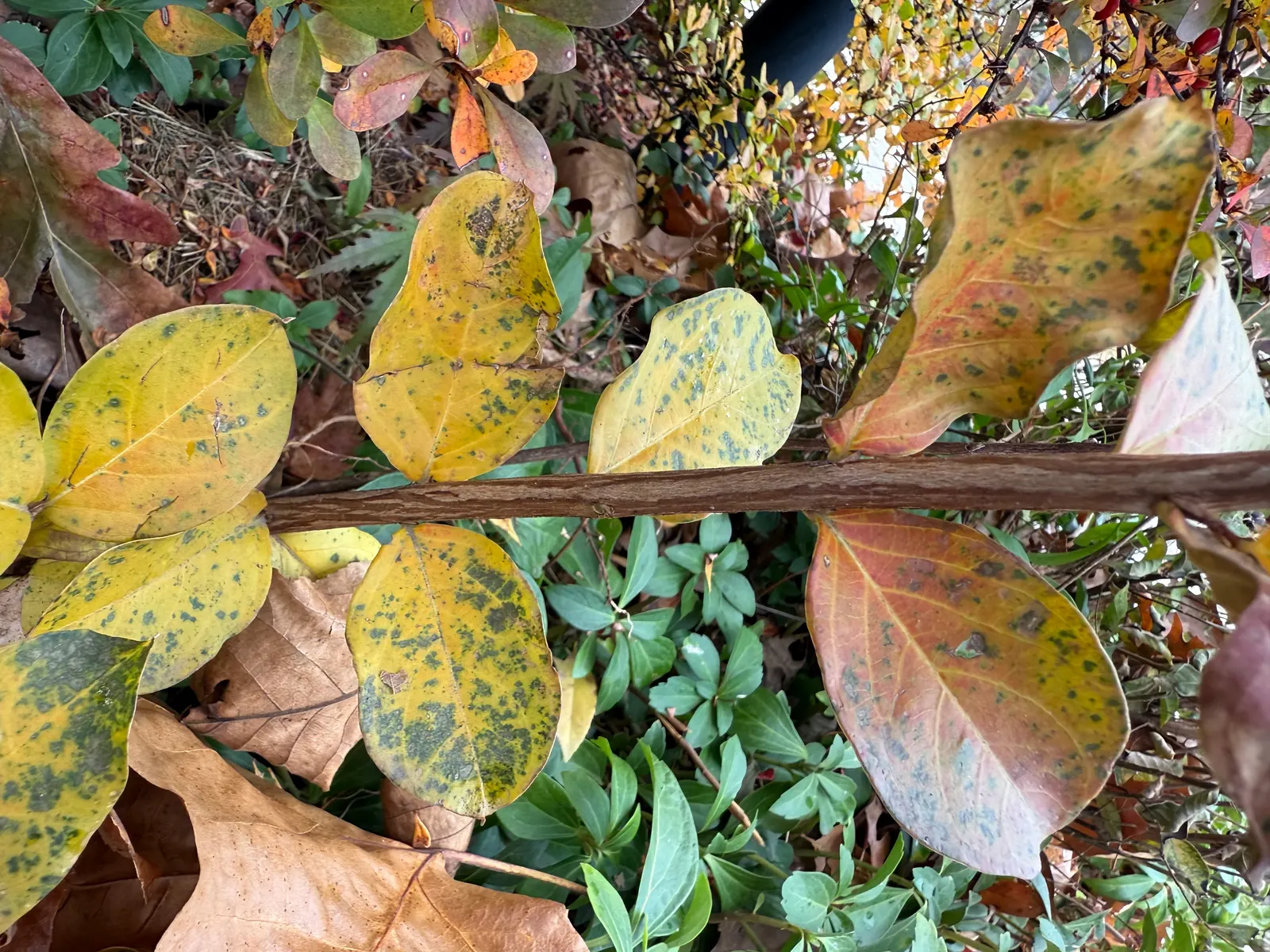 Tuscarora Crape Myrtle (Lagerstroemia Indica 'Tuscarora') — though it remains susceptible to mildew in exceptionally humid conditions.<br><br>For the client