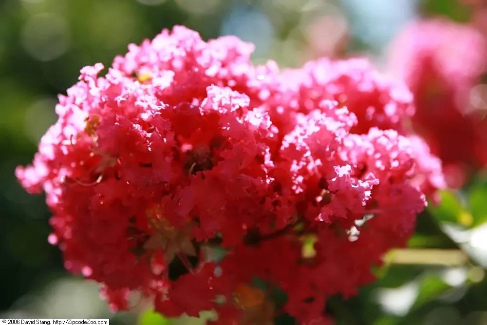 Tuscarora Crape Myrtle (Lagerstroemia Indica 'Tuscarora') — well-suited for adding a vibrant splash of color to any landscape design; is a mesmerizing and