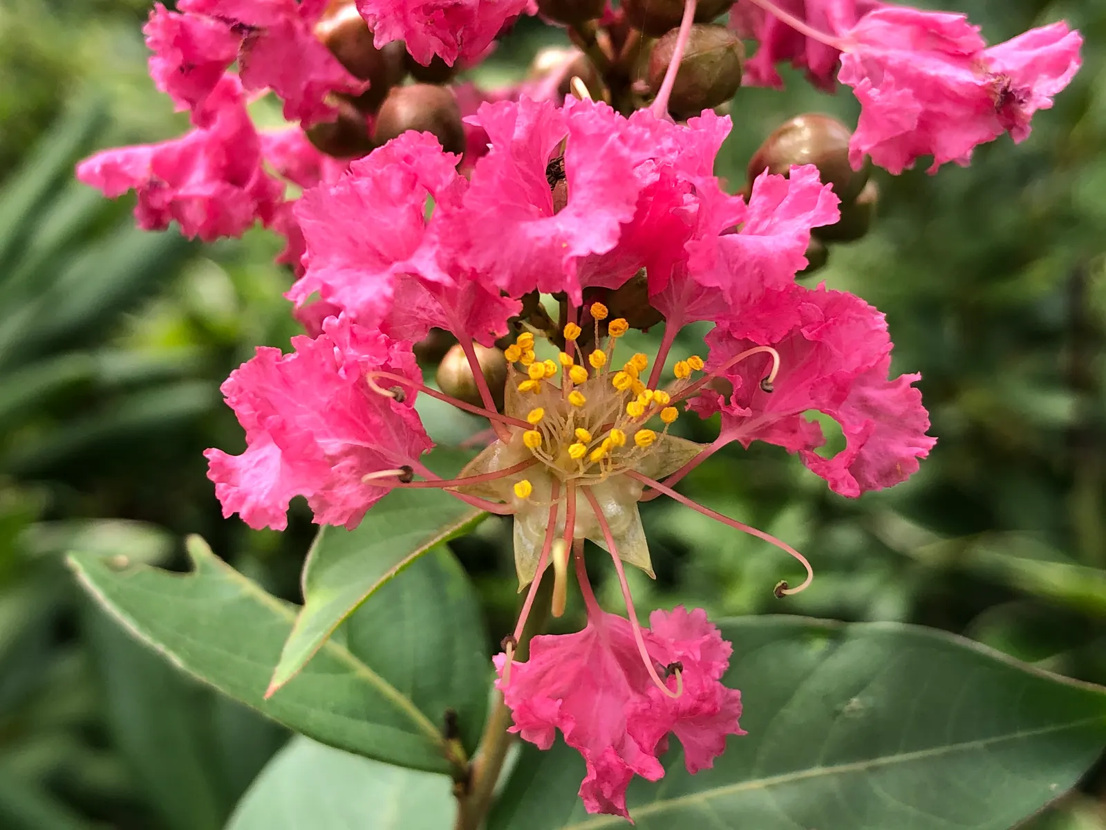 Tuscarora Crape Myrtle (Lagerstroemia Indica 'Tuscarora') — Reaching up to 15-25 feet in height with a 10-15 feet spread; ideal as a specimen or group