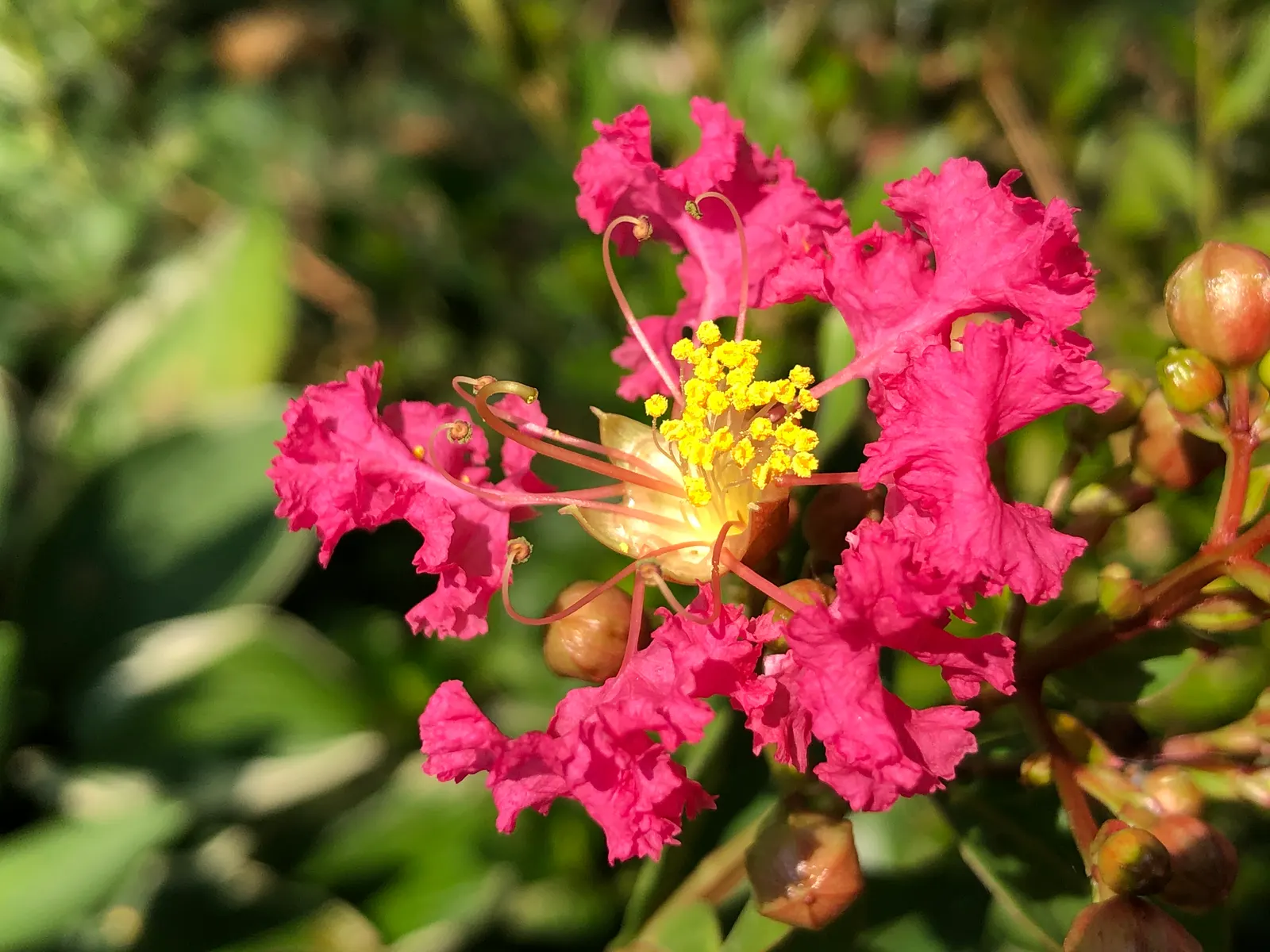 Tuscarora Crape Myrtle (Lagerstroemia Indica 'Tuscarora') — offering a moderately dense canopy that presents both shade and ornamental value