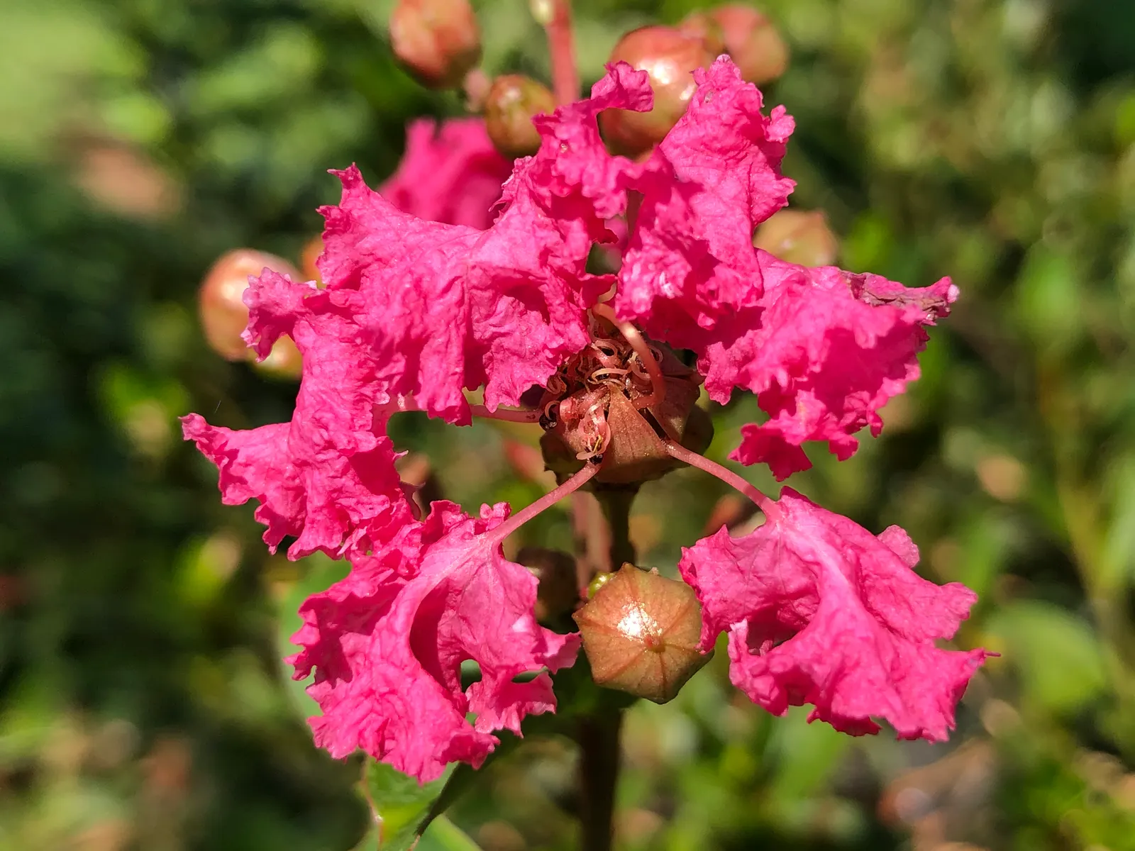 Tuscarora Crape Myrtle (Lagerstroemia Indica 'Tuscarora') — Reaching up to 15-25 feet in height with a 10-15 feet spread