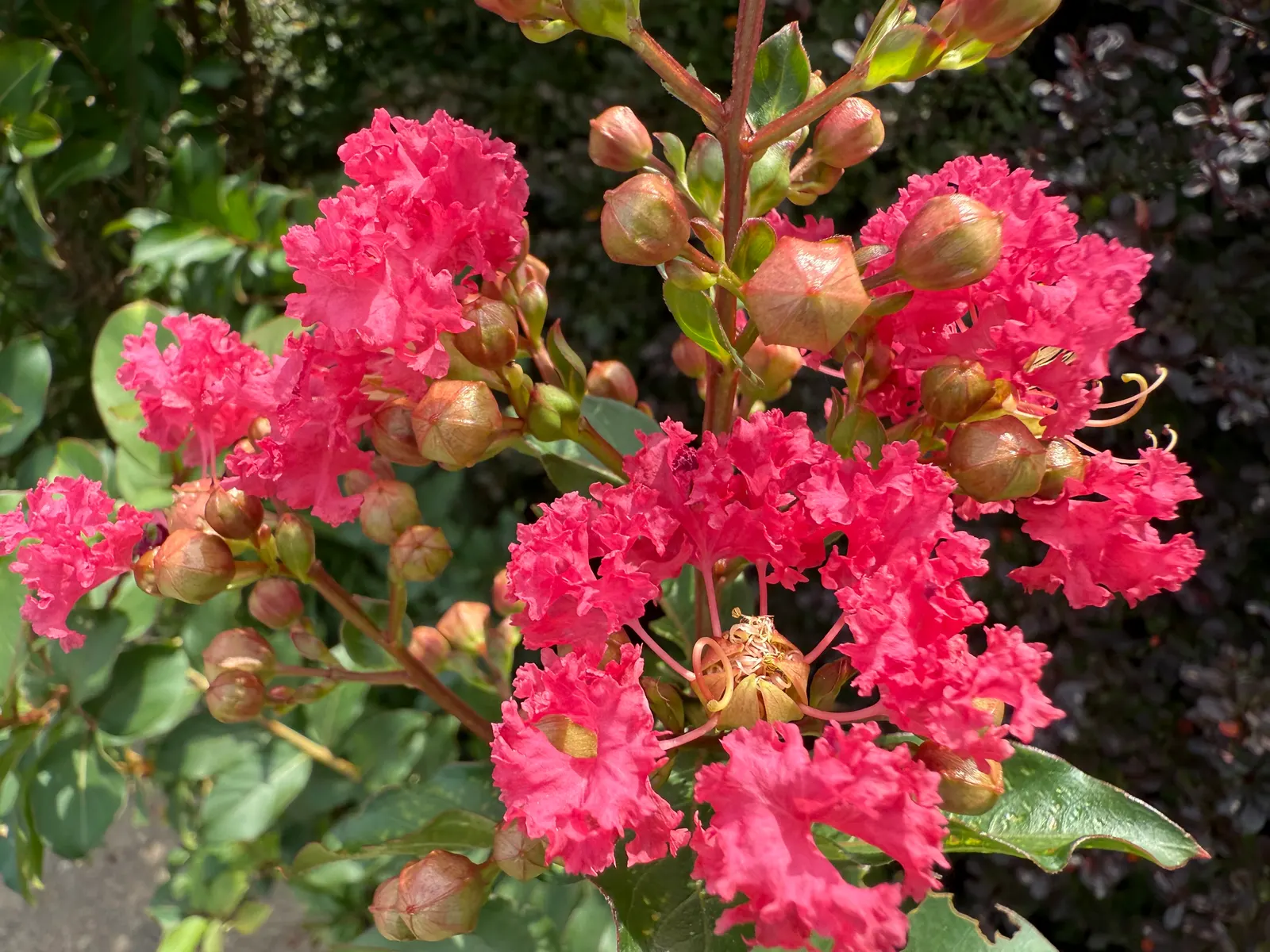 Tuscarora Crape Myrtle (Lagerstroemia Indica 'Tuscarora') — this tree is rather low maintenance