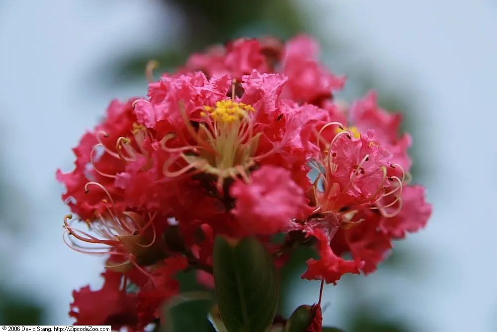 Tuscarora Crape Myrtle (Lagerstroemia Indica 'Tuscarora') — it offers a rounded canopy and boasts attractive; it is relatively disease-resistant