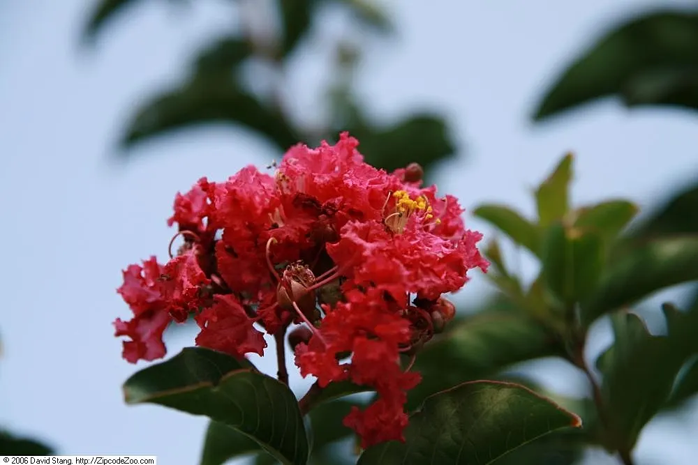 Tuscarora Crape Myrtle (Lagerstroemia Indica 'Tuscarora') — is a mesmerizing and resilient deciduous tree; red flowers in the garden