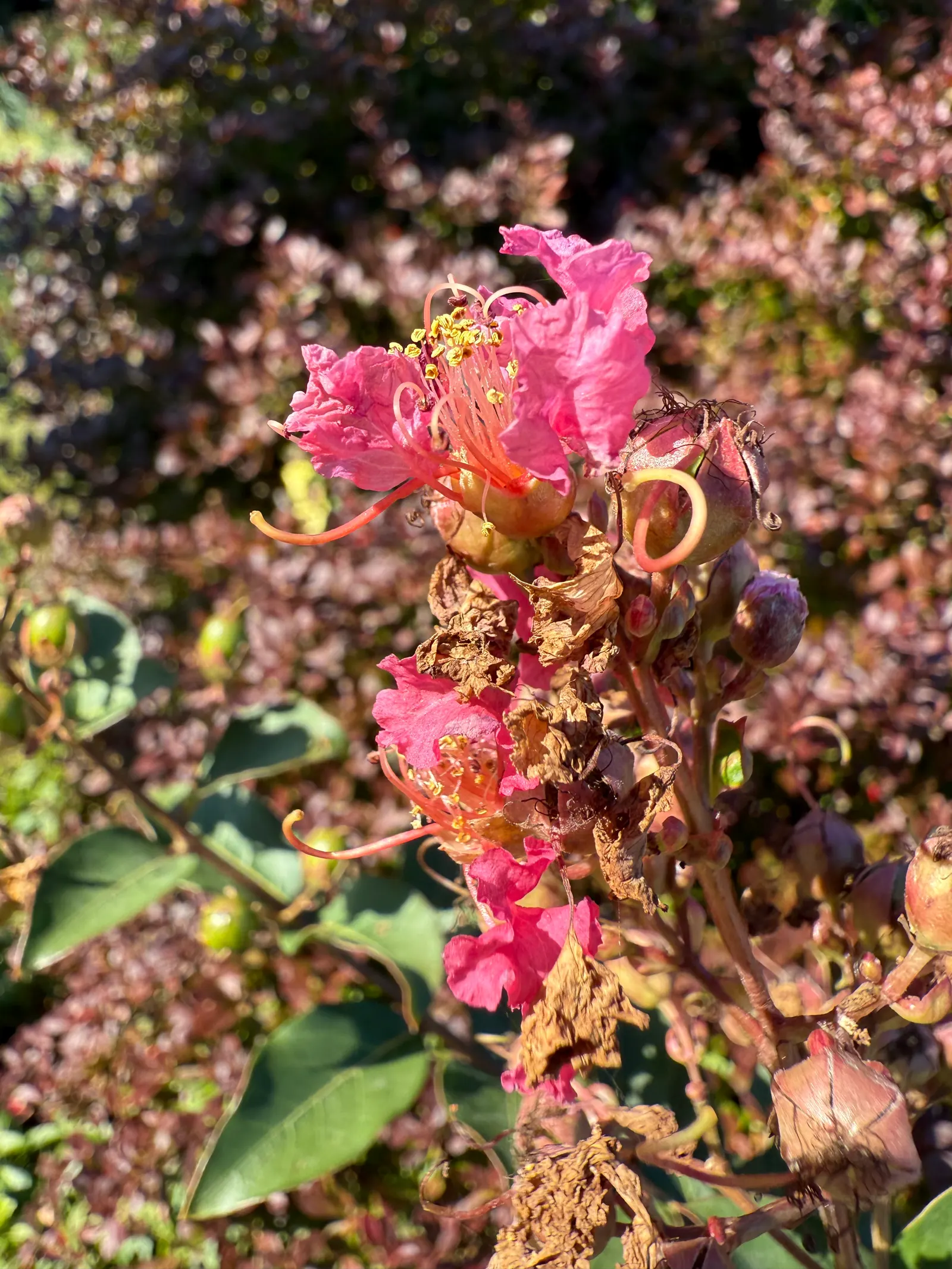 Tuscarora Crape Myrtle (Lagerstroemia Indica 'Tuscarora') — which exfoliates to reveal shades of gray, image 26