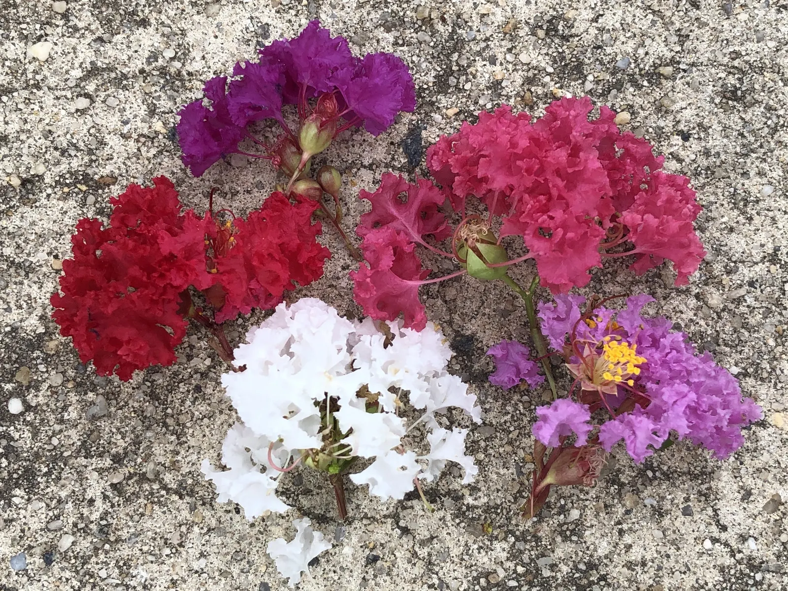 Tuscarora Crape Myrtle (Lagerstroemia Indica 'Tuscarora') — requiring only occasional pruning to maintain its shape and promote vigorous flowering