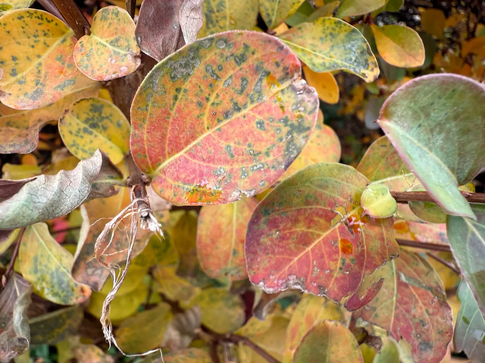 Tuscarora Crape Myrtle (Lagerstroemia Indica 'Tuscarora') — though it remains susceptible to mildew in exceptionally humid conditions.<br><br>For, image 29