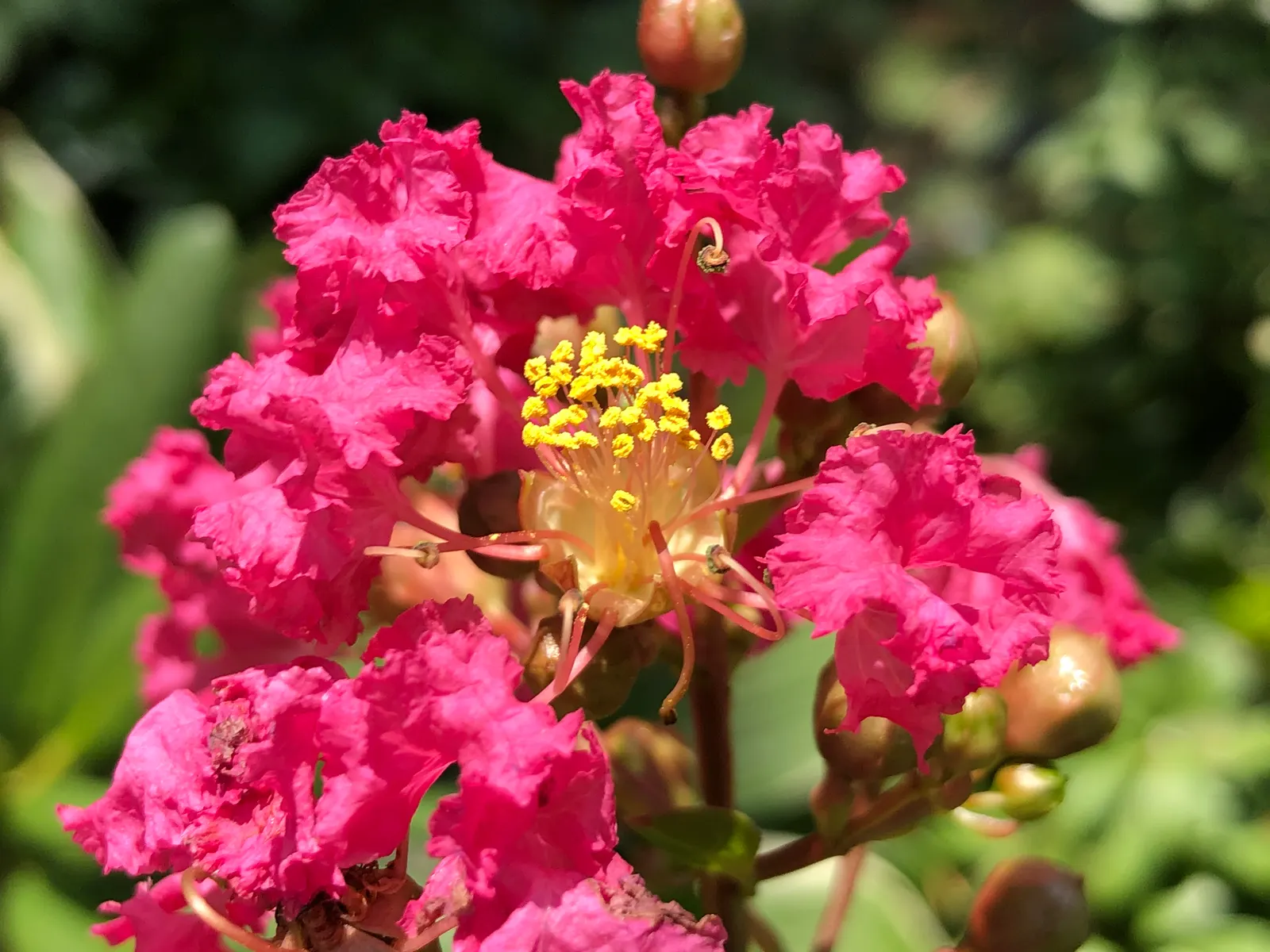 Tuscarora Crape Myrtle (Lagerstroemia Indica 'Tuscarora') — This drought-tolerant specimen prefers full sun and exhibits brilliant orange-red fall foliage