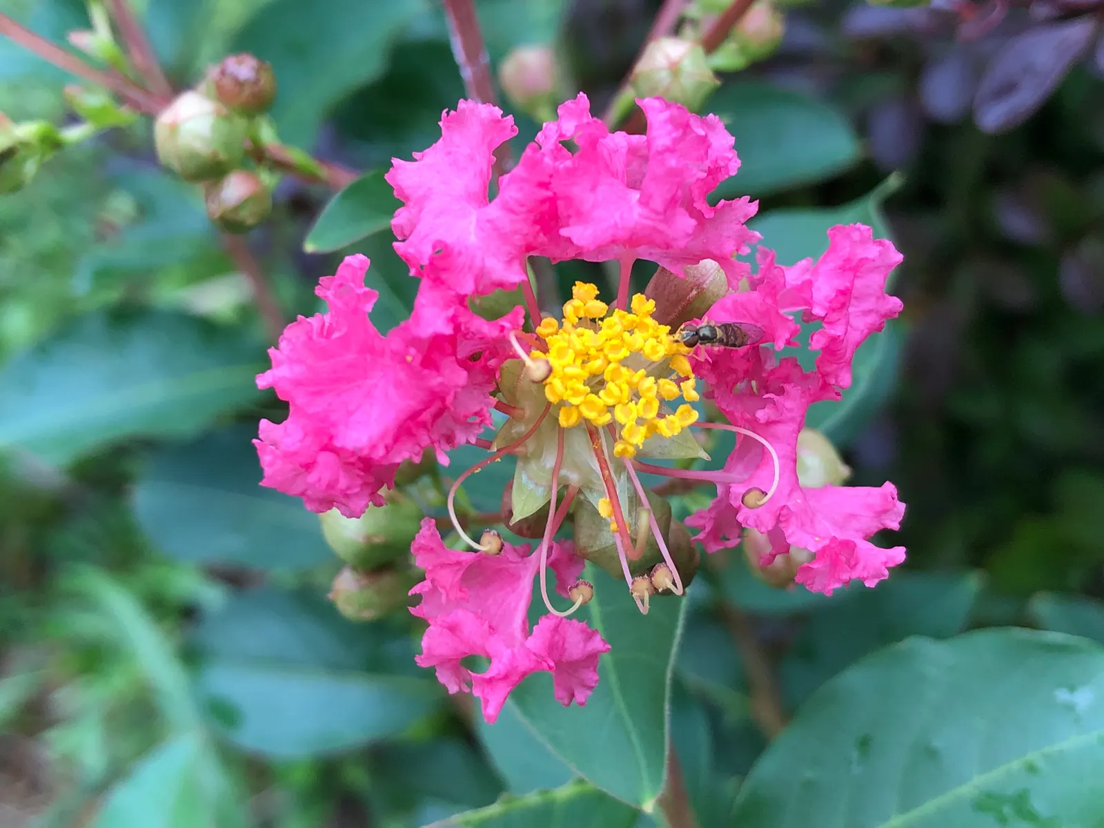Tuscarora Crape Myrtle (Lagerstroemia Indica 'Tuscarora') — well-suited for adding a vibrant splash of color to any landscape design