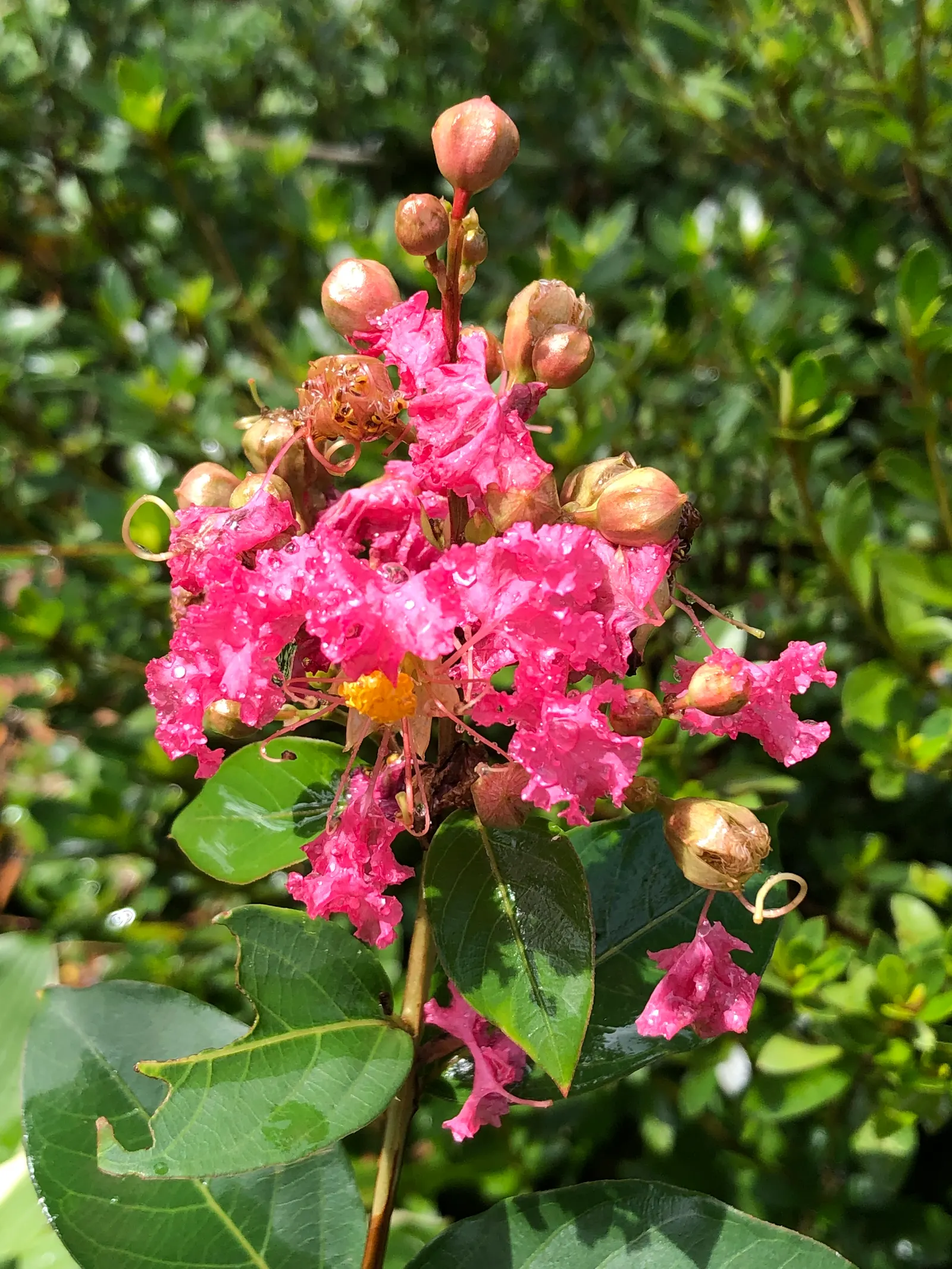 Tuscarora Crape Myrtle (Lagerstroemia Indica 'Tuscarora') — Ideal as a specimen or group planting, it adds striking color and texture to landscapes