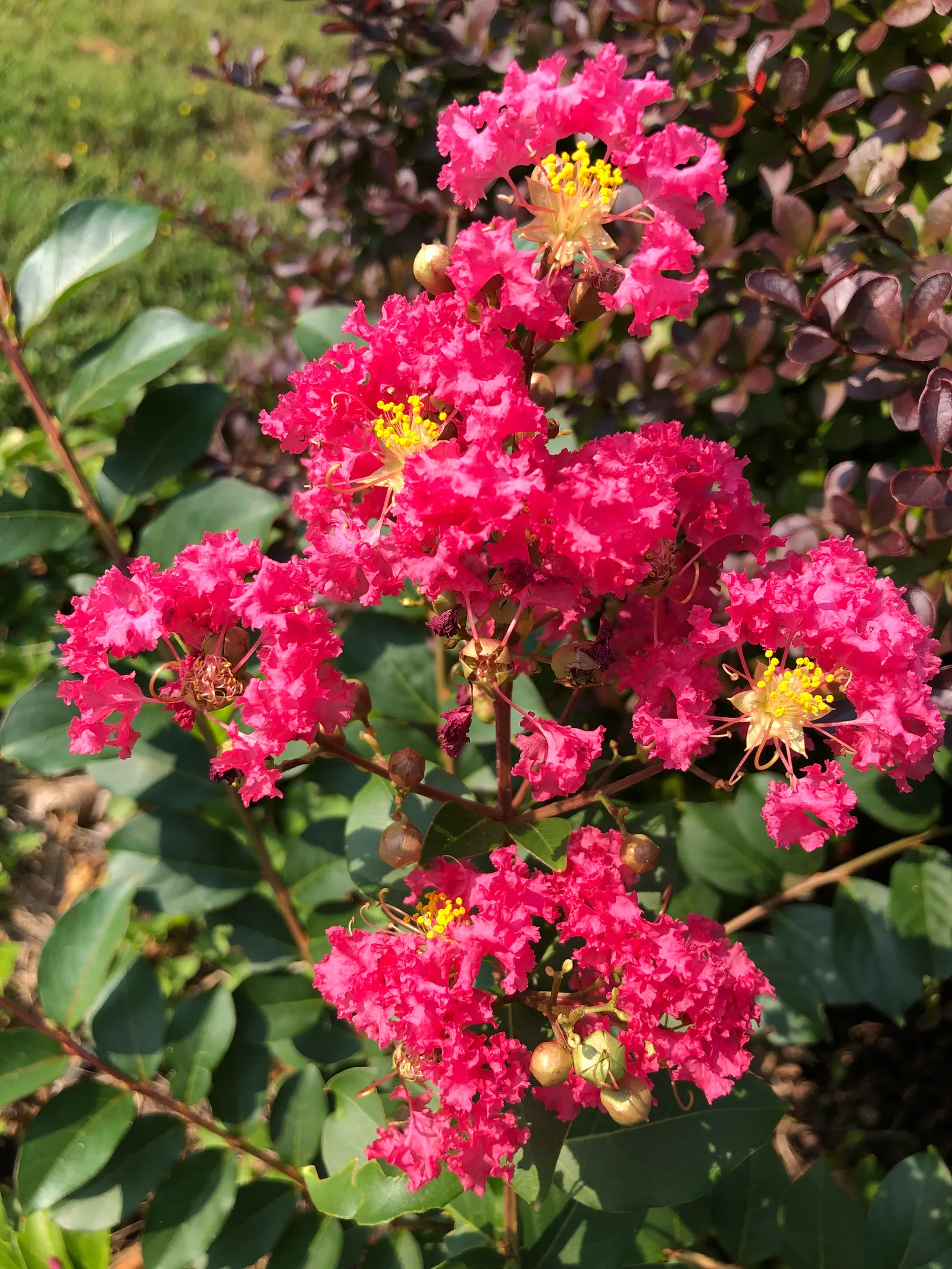 Tuscarora Crape Myrtle (Lagerstroemia Indica 'Tuscarora') — it is relatively disease-resistant