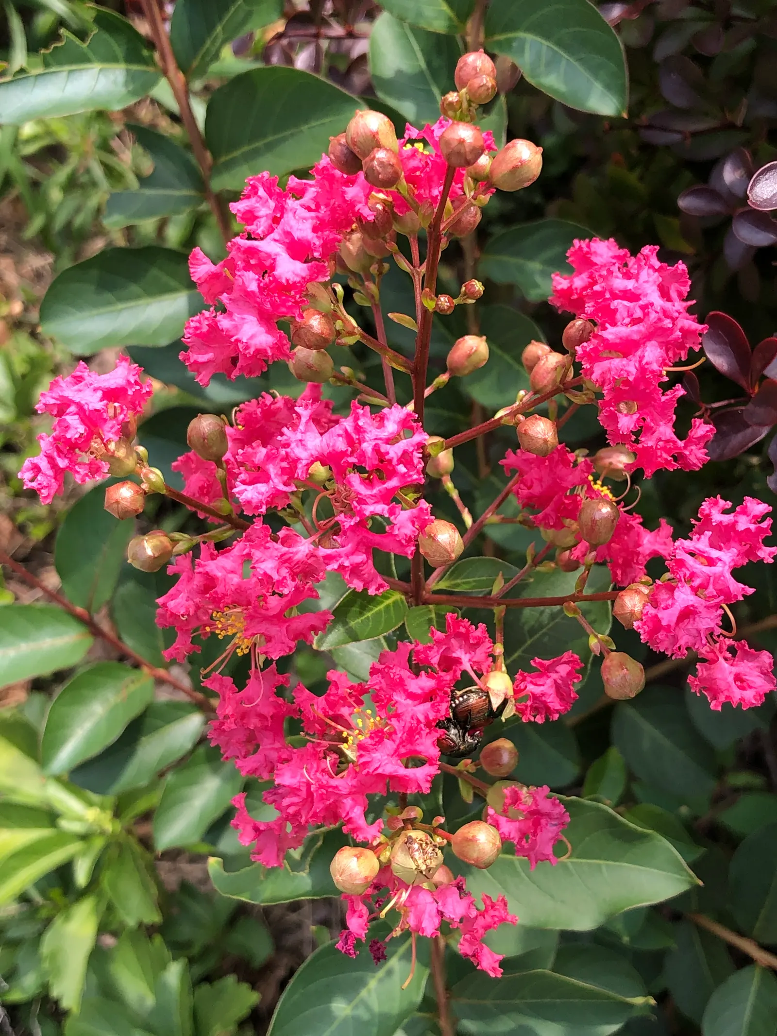 Tuscarora Crape Myrtle (Lagerstroemia Indica 'Tuscarora') — which exfoliates to reveal shades of gray