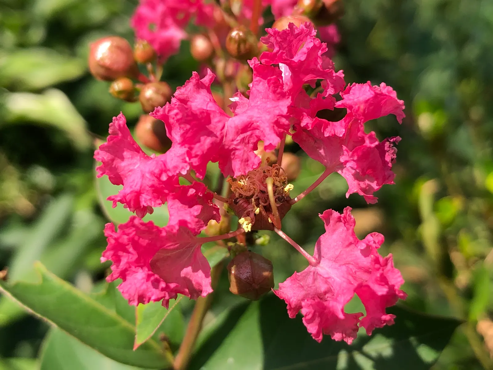 Tuscarora Crape Myrtle (Lagerstroemia Indica 'Tuscarora') — is a mesmerizing and resilient deciduous tree