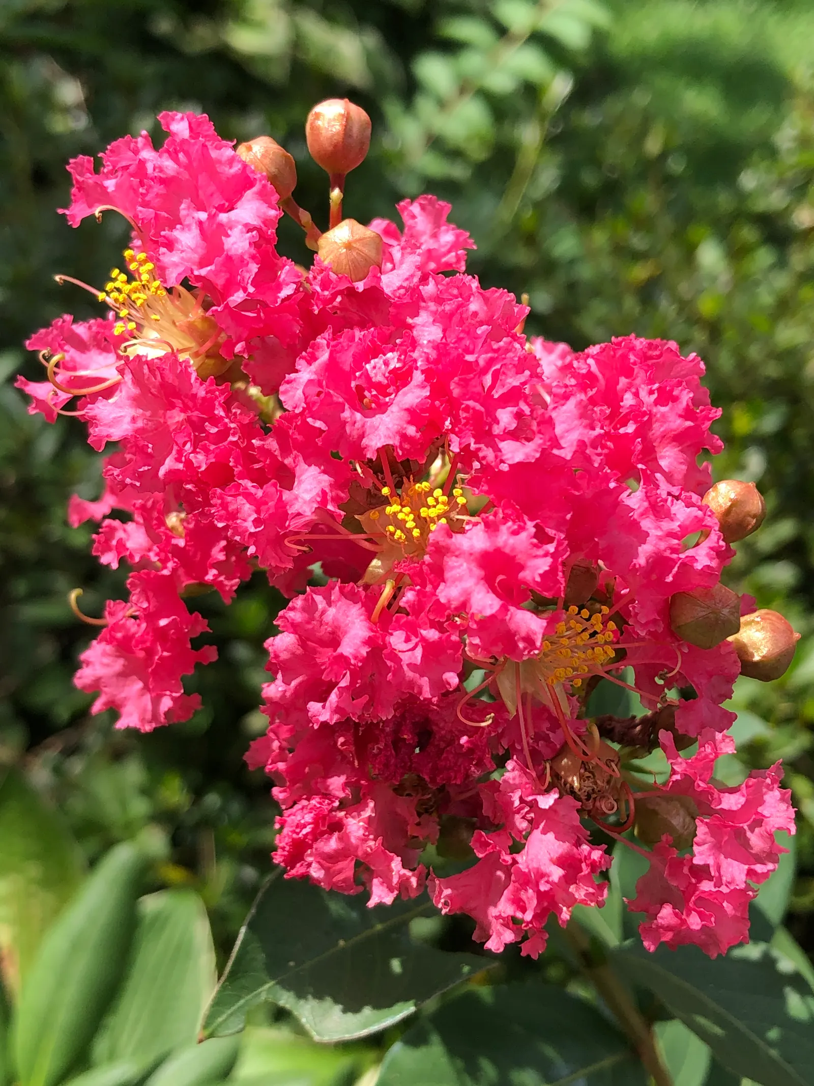 Tuscarora Crape Myrtle (Lagerstroemia Indica 'Tuscarora') — showing a hardiness within USDA zones 7 to 9; tree with red blooms