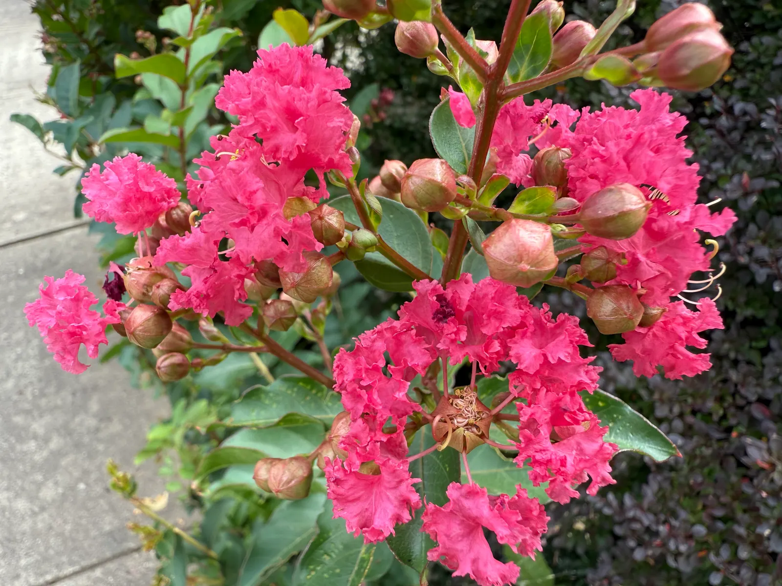 Tuscarora Crape Myrtle (Lagerstroemia Indica 'Tuscarora') — The Tuscarora's multi-stemmed form and smooth; it offers a rounded canopy and boasts attractive