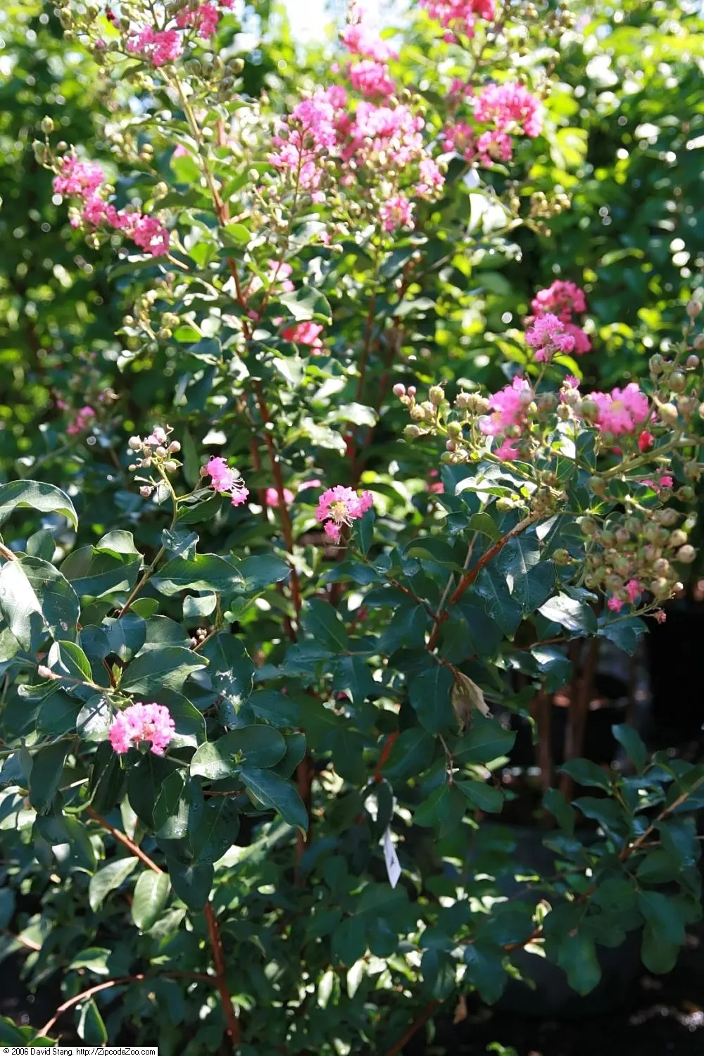 Tuscarora Crape Myrtle (Lagerstroemia Indica 'Tuscarora') — Ideal as a specimen or group planting, it adds striking color and texture to landscapes; the
