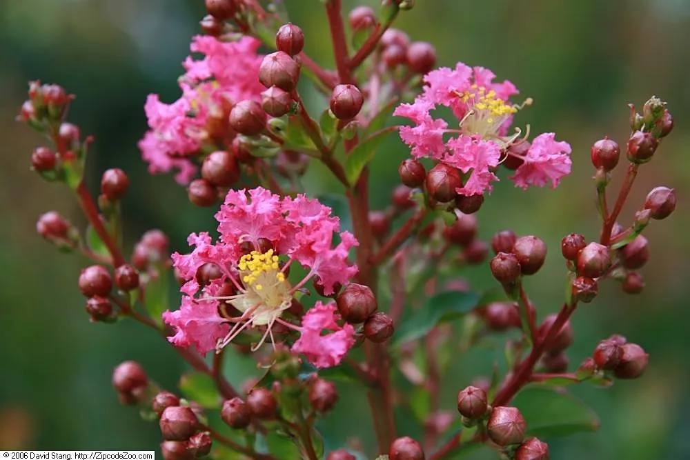 Tuscarora Crape Myrtle (Lagerstroemia Indica 'Tuscarora') — This drought-tolerant specimen prefers full sun and exhibits brilliant orange-red fall, image 20