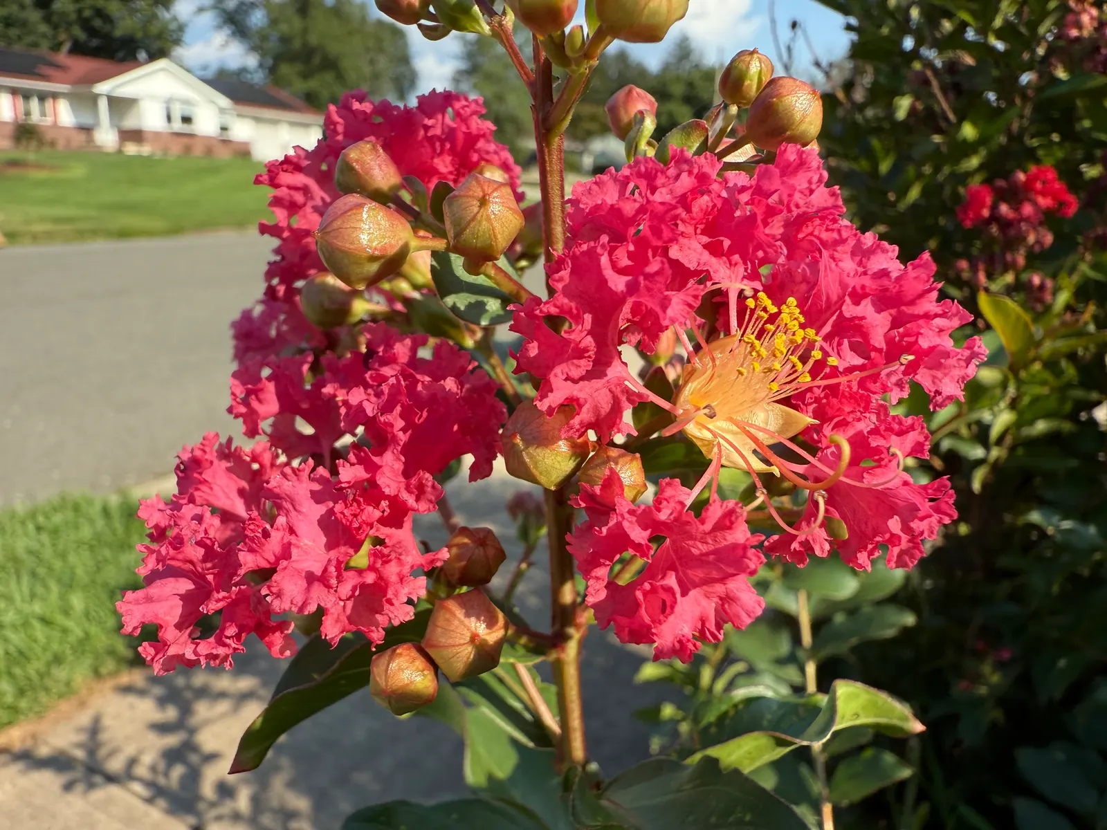 Tuscarora Crape Myrtle (Lagerstroemia Indica 'Tuscarora') — offering a moderately dense canopy that presents both shade and ornamental value; though it remains