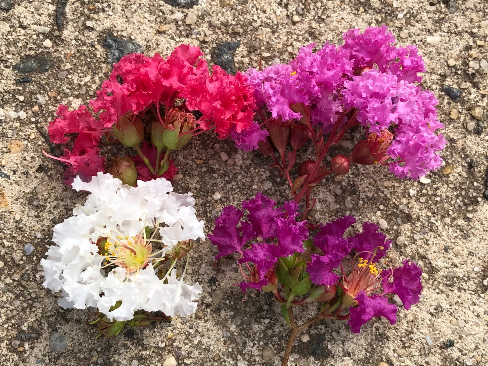Tuscarora Crape Myrtle (Lagerstroemia Indica 'Tuscarora') — tree with red blooms