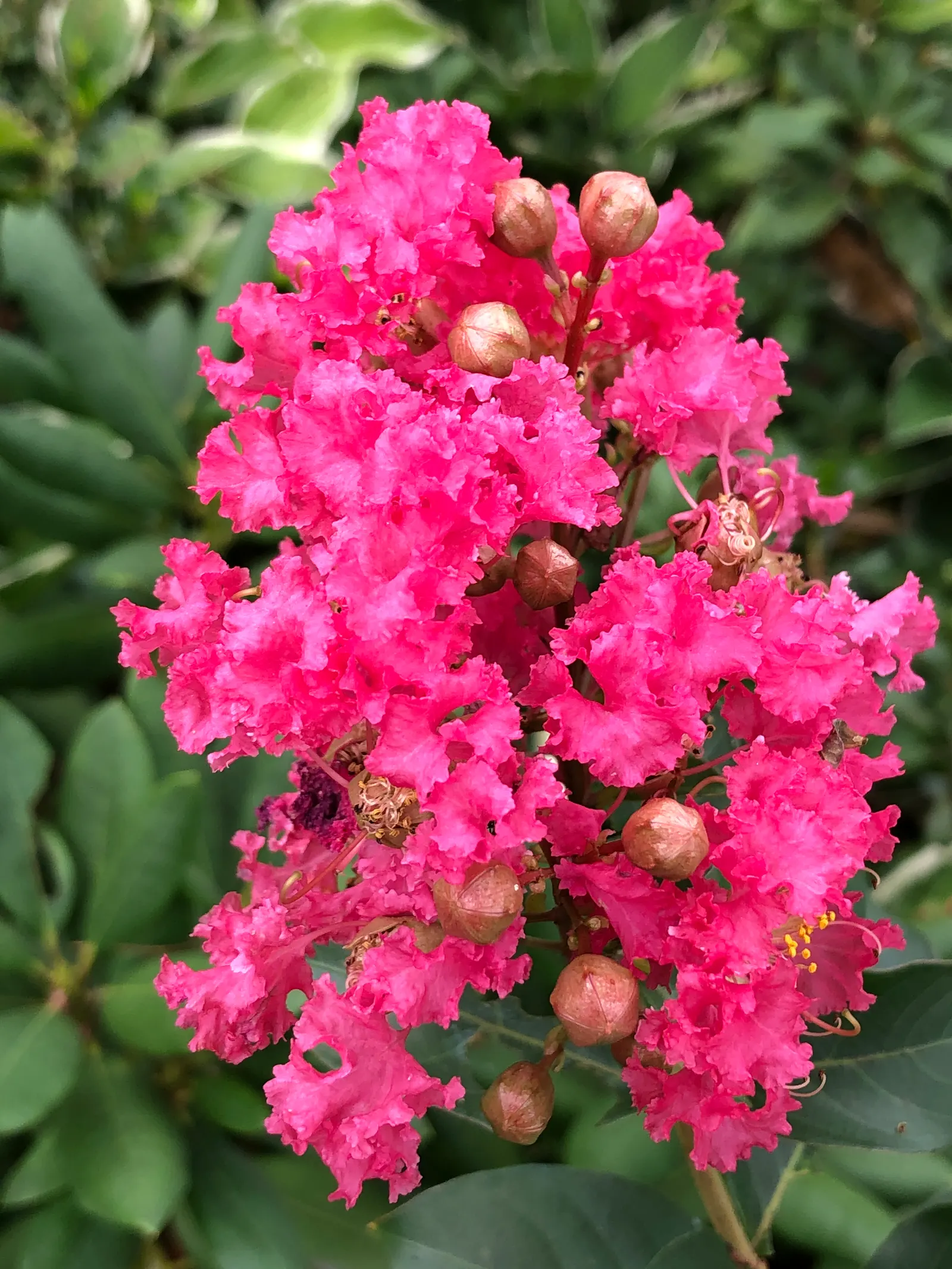 Tuscarora Crape Myrtle (Lagerstroemia Indica 'Tuscarora') — it is relatively disease-resistant; well-suited for adding a vibrant splash of color to any