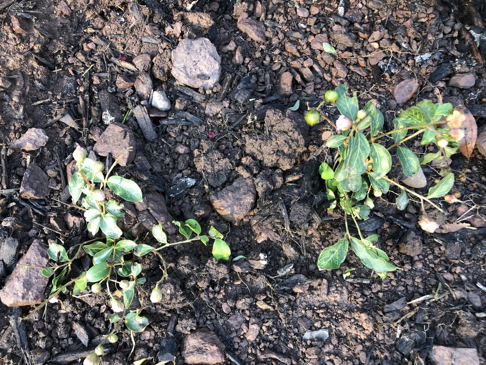 Tuscarora Crape Myrtle (Lagerstroemia Indica 'Tuscarora') — showing a hardiness within USDA zones 7 to 9