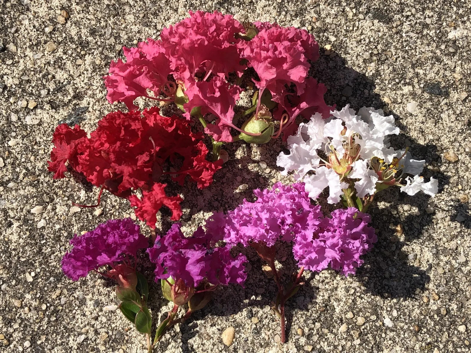 Tuscarora Crape Myrtle (Lagerstroemia Indica 'Tuscarora') — tree for full