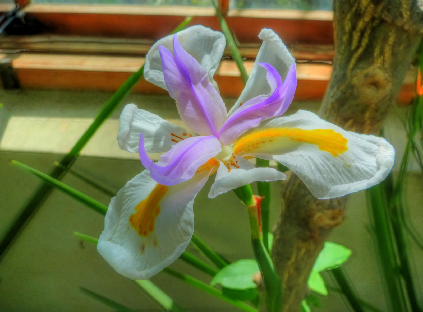Large-Leaf African Iris (Dietes Grandiflora) — sword-shaped leaves that reach an imposing height of roughly 2 to 4 feet with a similar spread