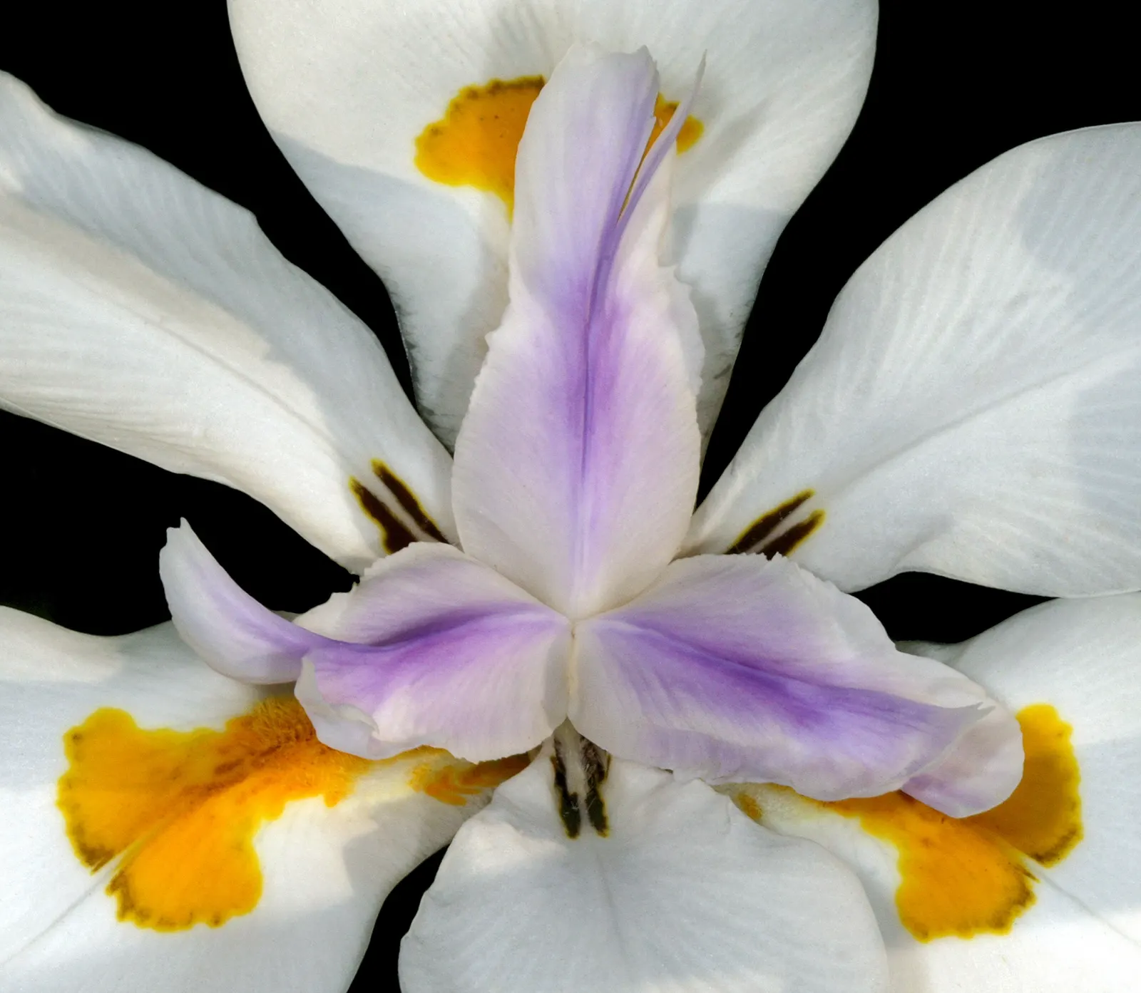 Large-Leaf African Iris (Dietes Grandiflora) — perennial for full or half or shade; ensuring a visually dynamic and harmonious space for clients to, image 72