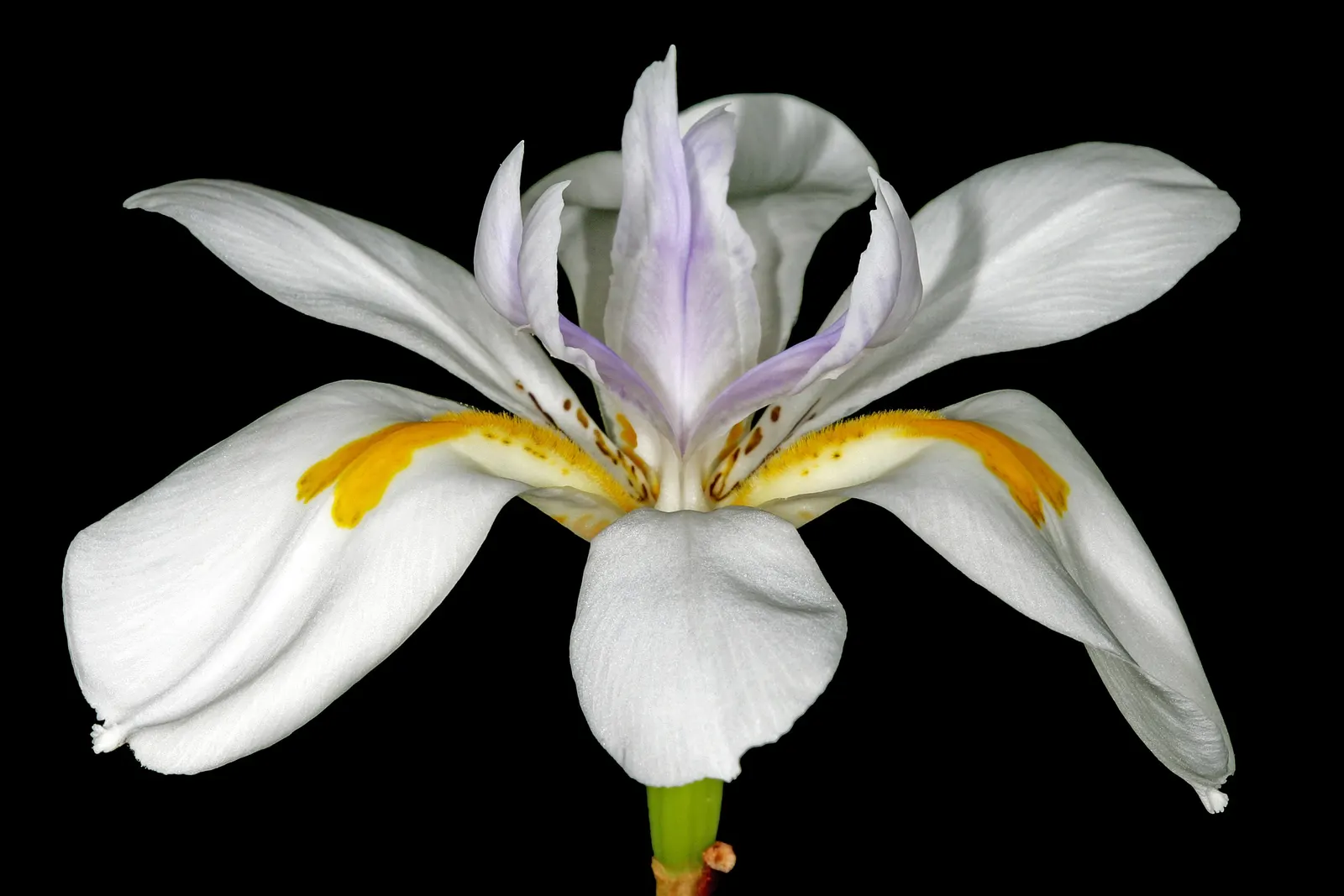 Large-Leaf African Iris (Dietes Grandiflora) — this iris relative is prized for its tall