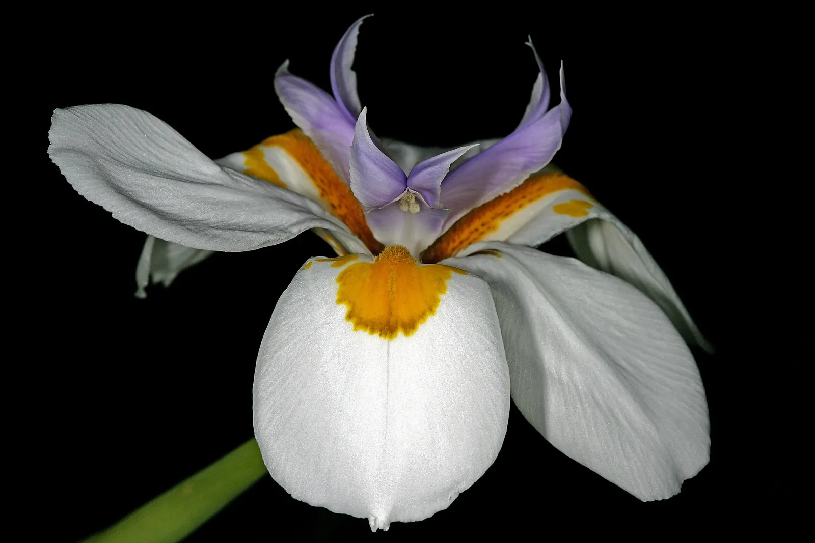 Large-Leaf African Iris (Dietes Grandiflora) — branched stems that rise above the foliage