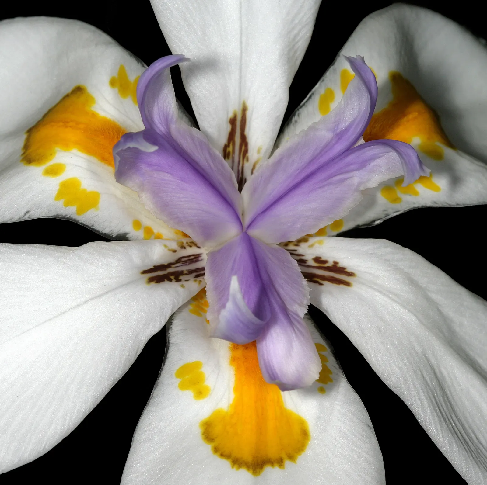 Large-Leaf African Iris (Dietes Grandiflora) — offering an enchanting display from late spring through summer; sword-shaped leaves that reach an imposing