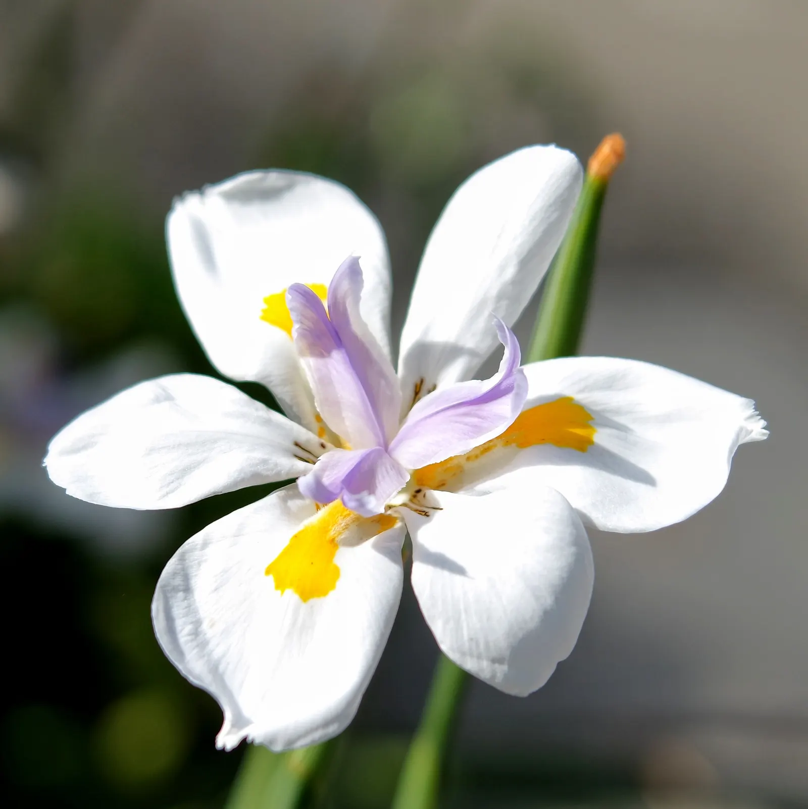 Large-Leaf African Iris (Dietes Grandiflora) — sword-shaped leaves reaching up to 4 feet in height; hardy and versatile, it adds elegance to any landscape with