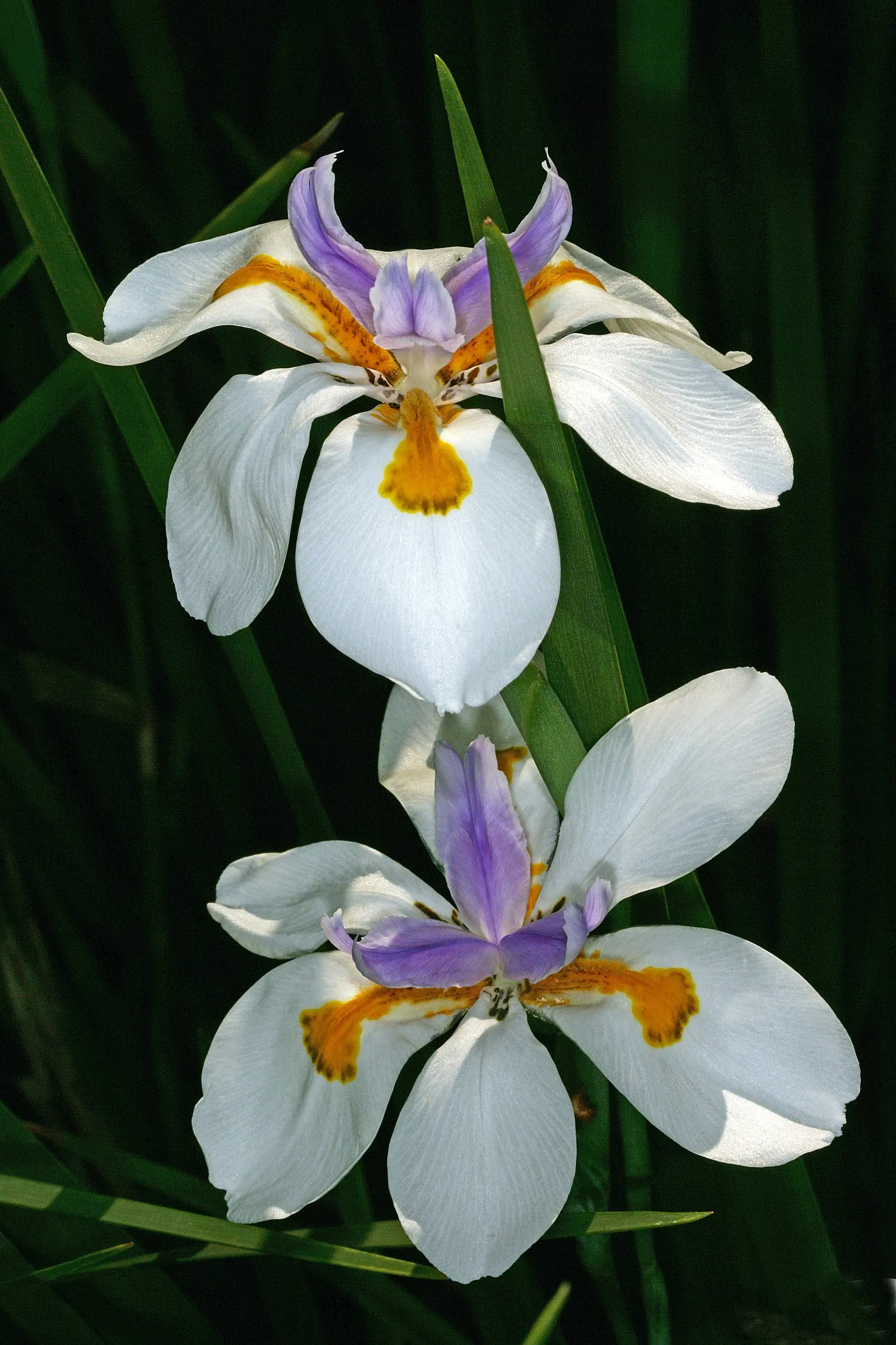 Large-Leaf African Iris (Dietes Grandiflora) — branched stems that rise above the foliage; it showcases striking white flowers, each spanning, image 59