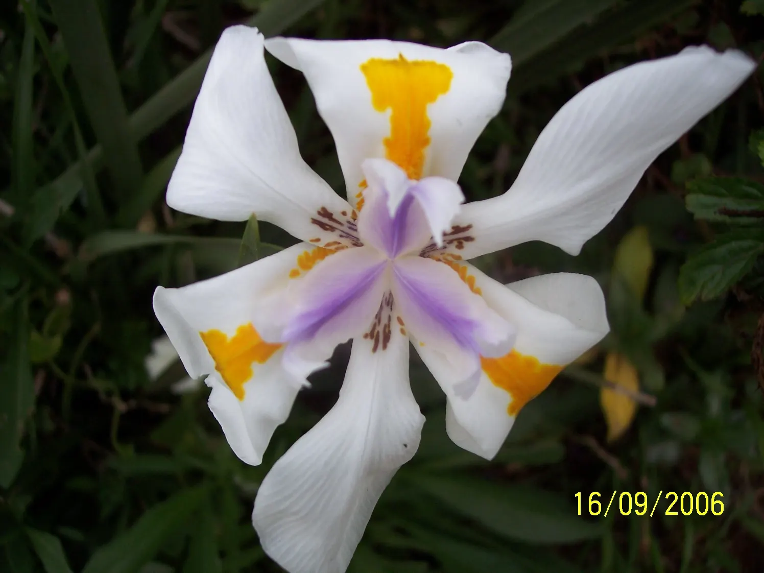 Large-Leaf African Iris (Dietes Grandiflora) — commonly referred to as the Large-Leaf African Iris; the African Iris requires well-draining soil, image 54