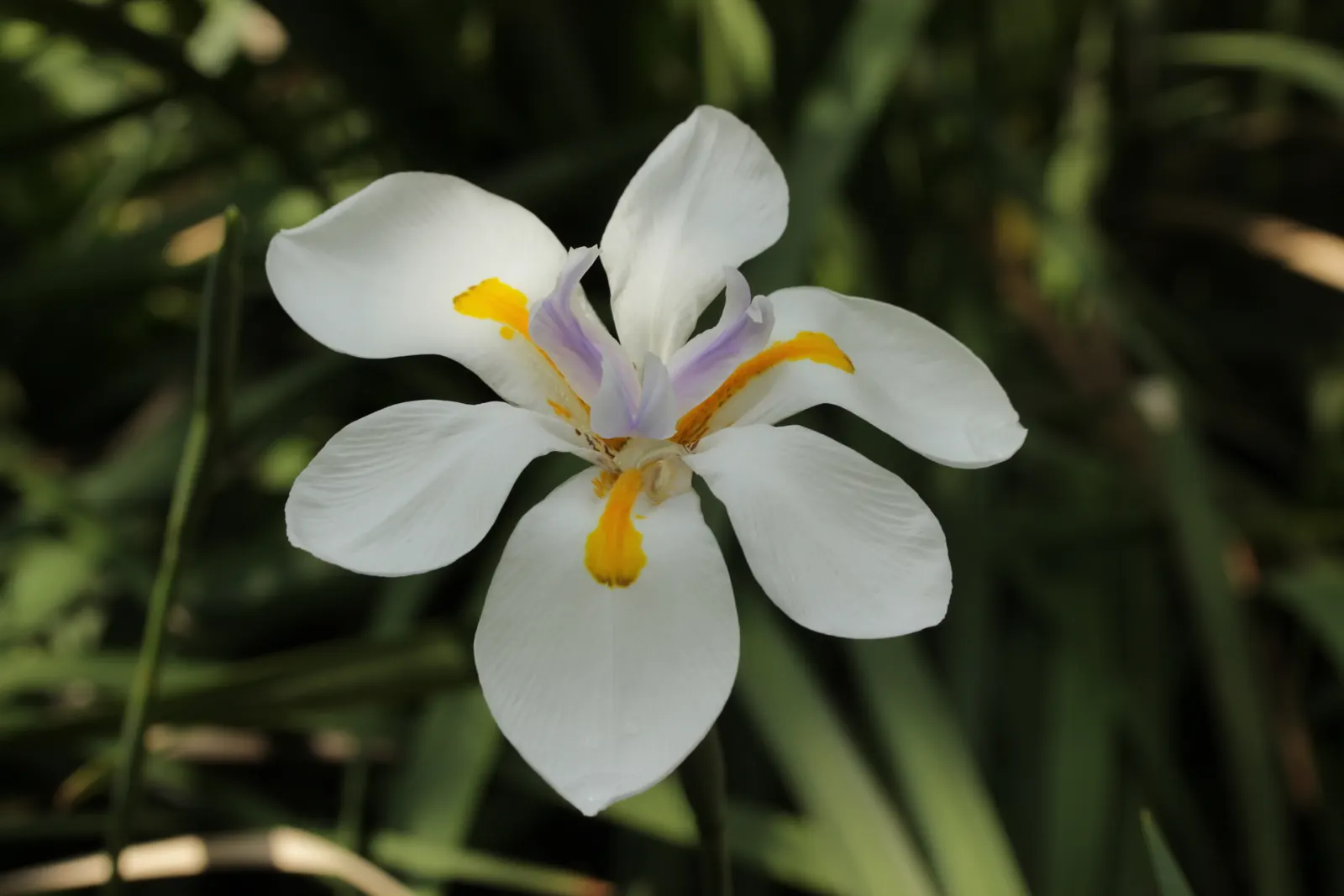 Large-Leaf African Iris (Dietes Grandiflora) — or its suitability for naturalized areas; it can adapt to a variety of soil types and is relatively low