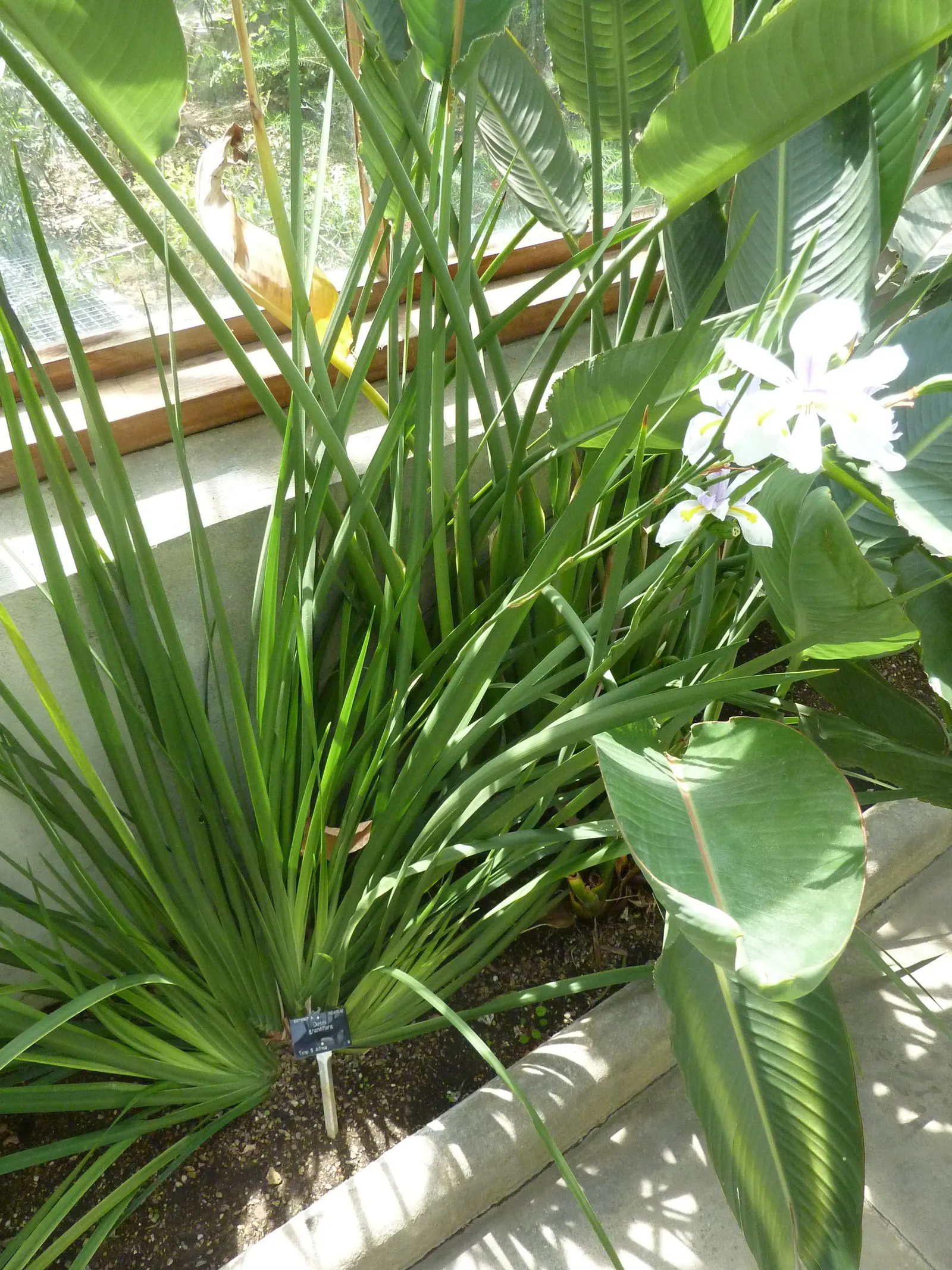 Large-Leaf African Iris (Dietes Grandiflora) — offering an enchanting display from late spring through summer; sword-shaped leaves that reach an, image 60