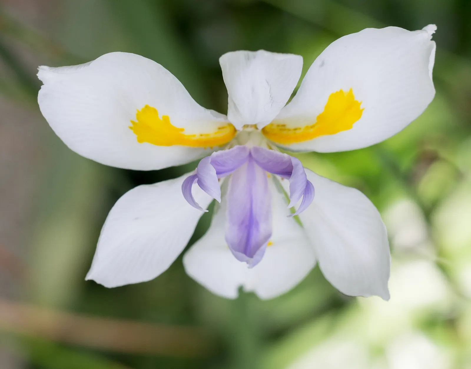Large-Leaf African Iris (Dietes Grandiflora) — It can adapt to a variety of soil types and is relatively low maintenance; or its suitability for naturalized
