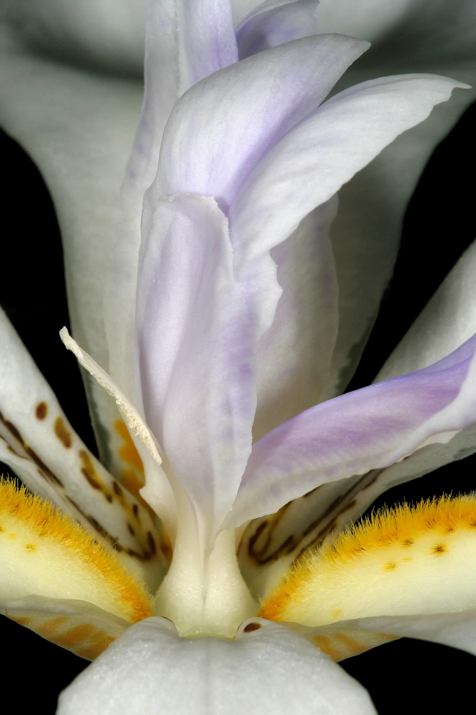 Large-Leaf African Iris (Dietes Grandiflora) — This evergreen perennial prefers full sun to light shade and requires moderate watering; consider, image 75