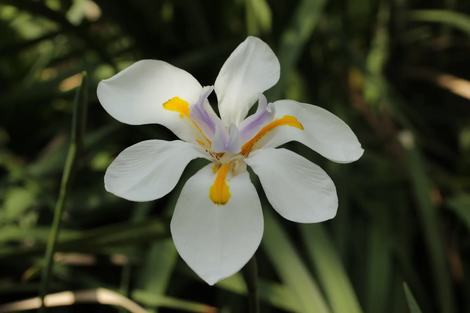 Large-Leaf African Iris (Dietes Grandiflora) — This evergreen perennial prefers full sun to light shade and requires moderate watering; consider its ability to