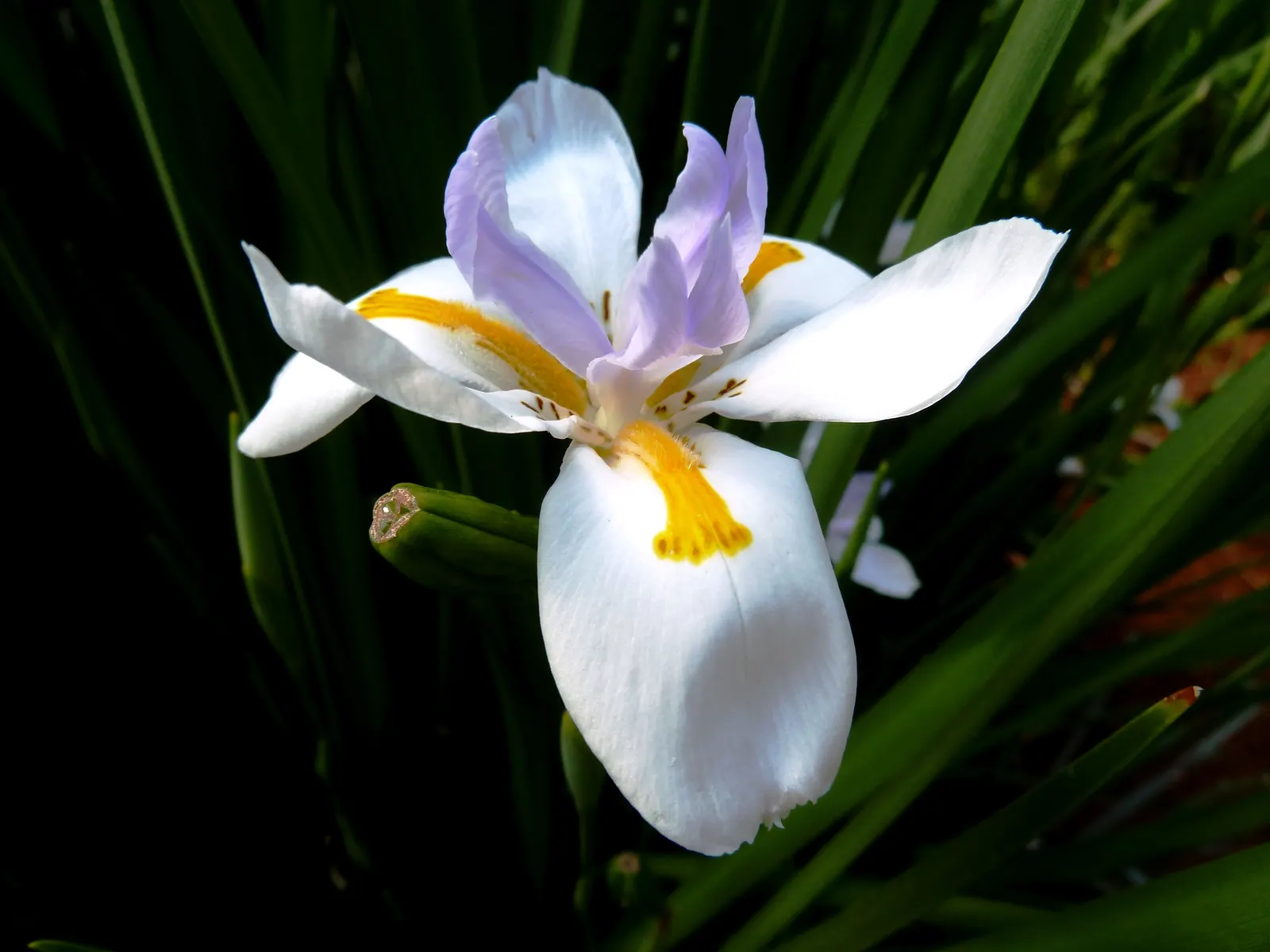 Large-Leaf African Iris (Dietes Grandiflora) — sword-shaped leaves reaching up to 4 feet in height