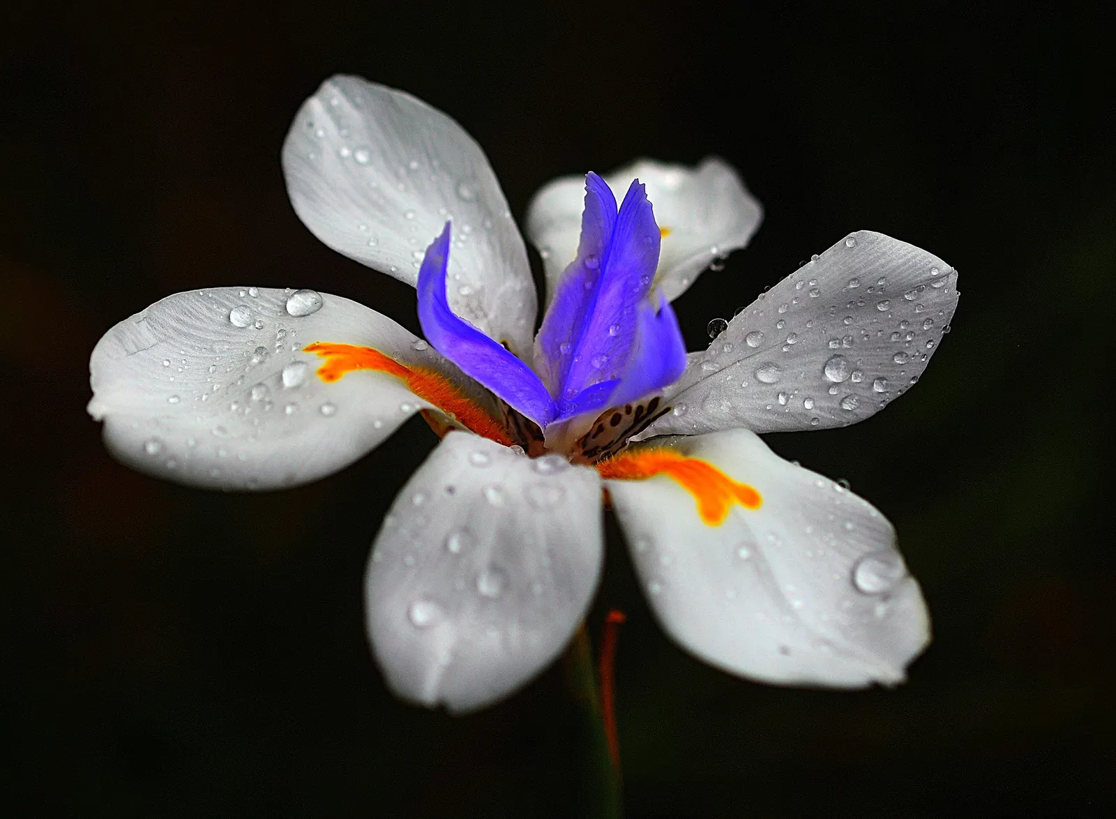 Large-Leaf African Iris (Dietes Grandiflora) — It showcases striking white flowers, each spanning around 4 inches across with splashes of yellow, image 74