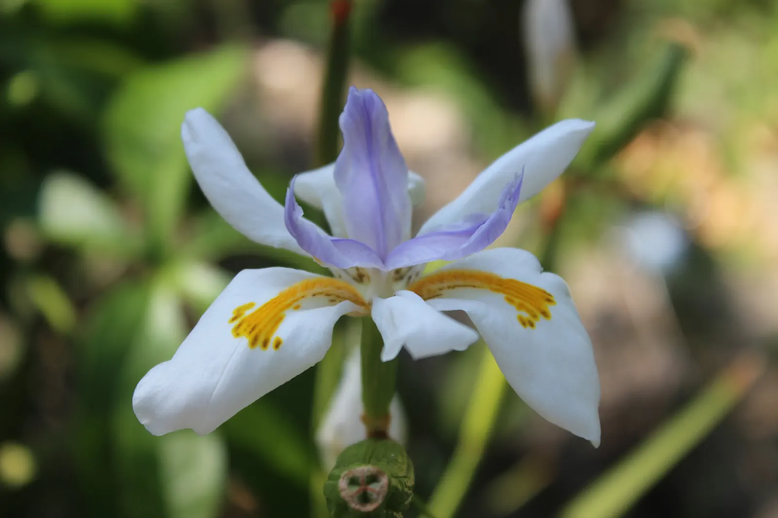 Large-Leaf African Iris (Dietes Grandiflora) — its use as a border plant; the dark green foliage forms dense clumps that provide a luscious, image 67