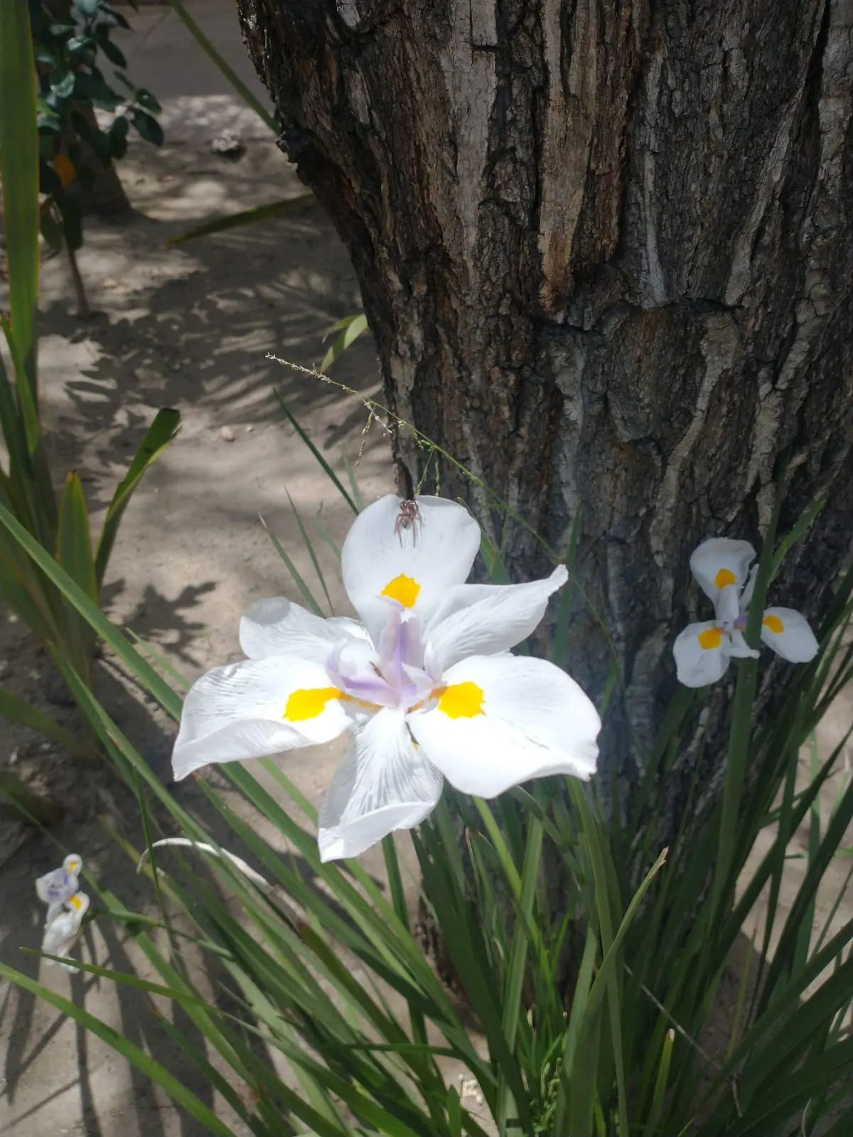 Large-Leaf African Iris (Dietes Grandiflora) — perennial with gold and multi-colored and violet and white blooms