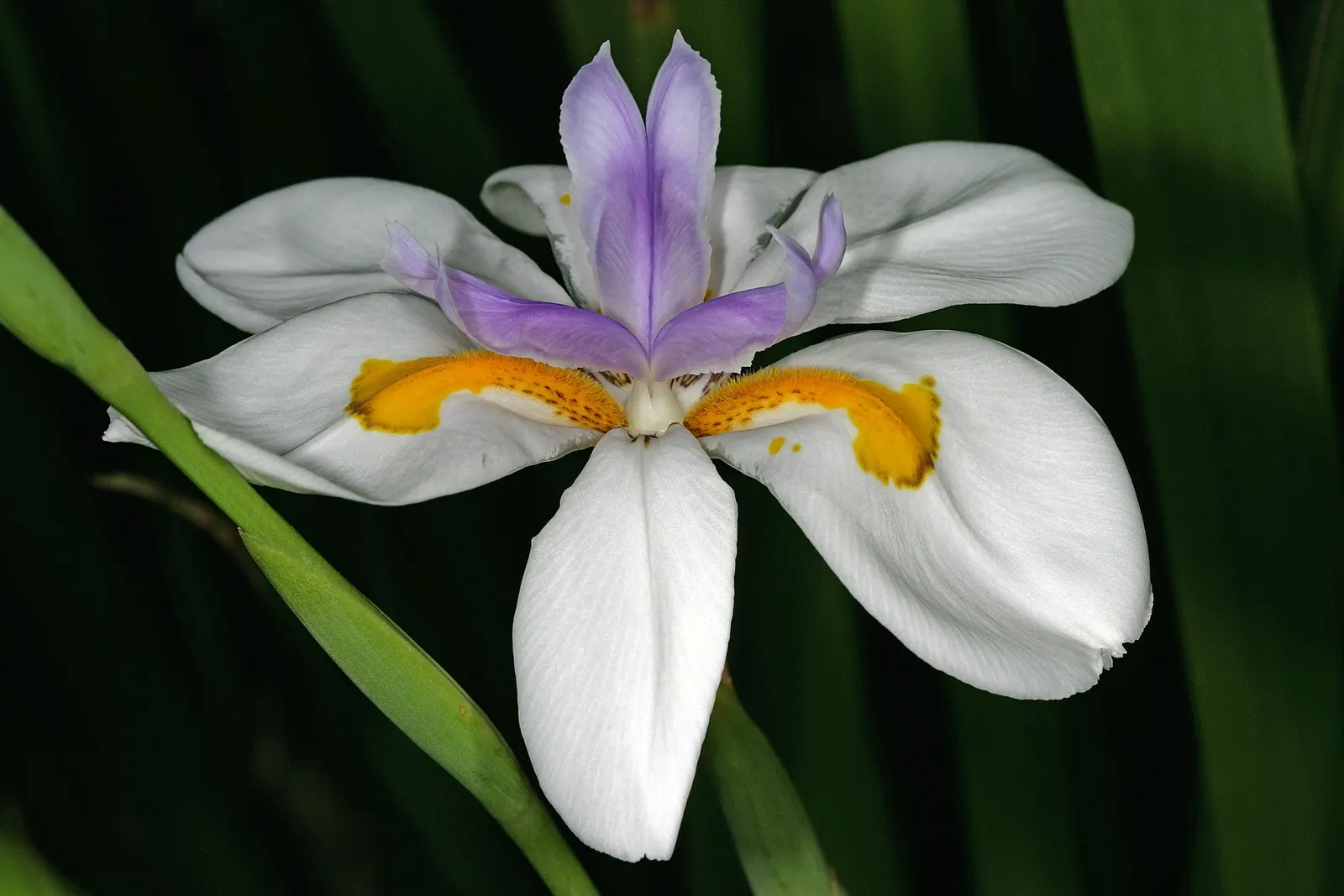 Large-Leaf African Iris (Dietes Grandiflora) — sword-shaped leaves that reach an imposing height of roughly 2 to 4 feet with a similar spread; offering an