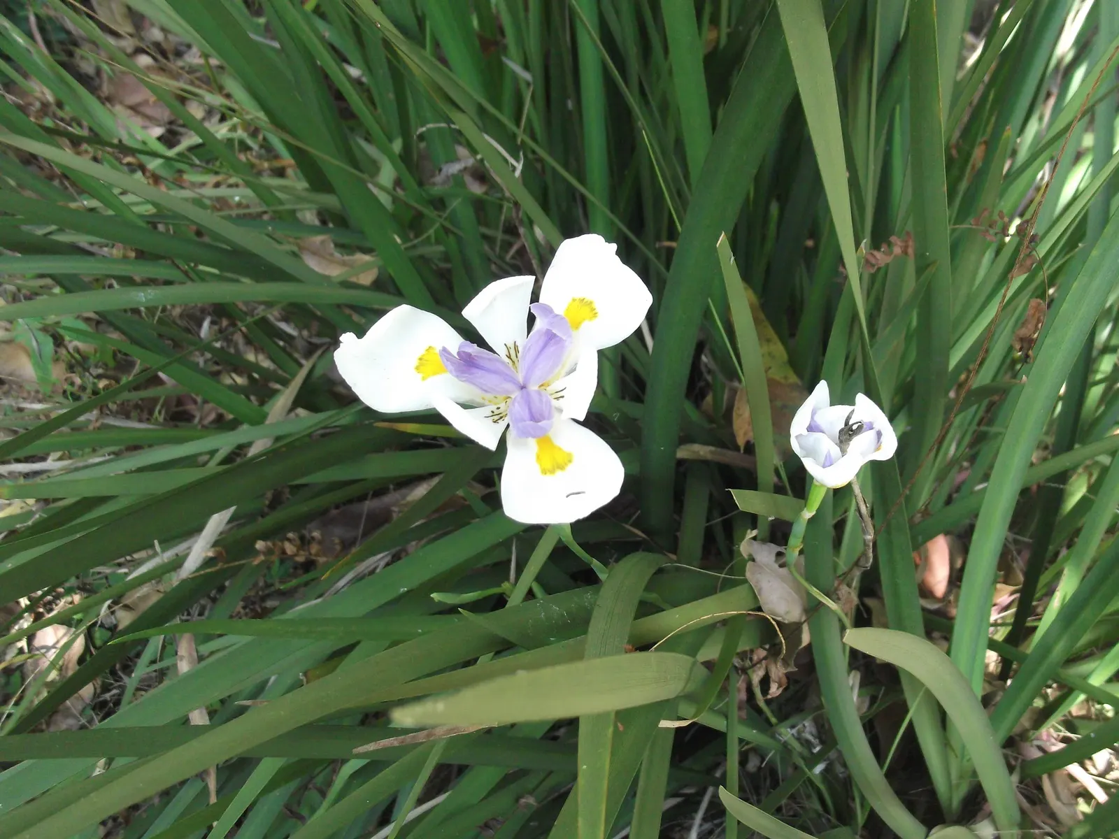 Large-Leaf African Iris (Dietes Grandiflora) — This evergreen perennial prefers full sun to light shade and requires moderate watering; consider, image 51
