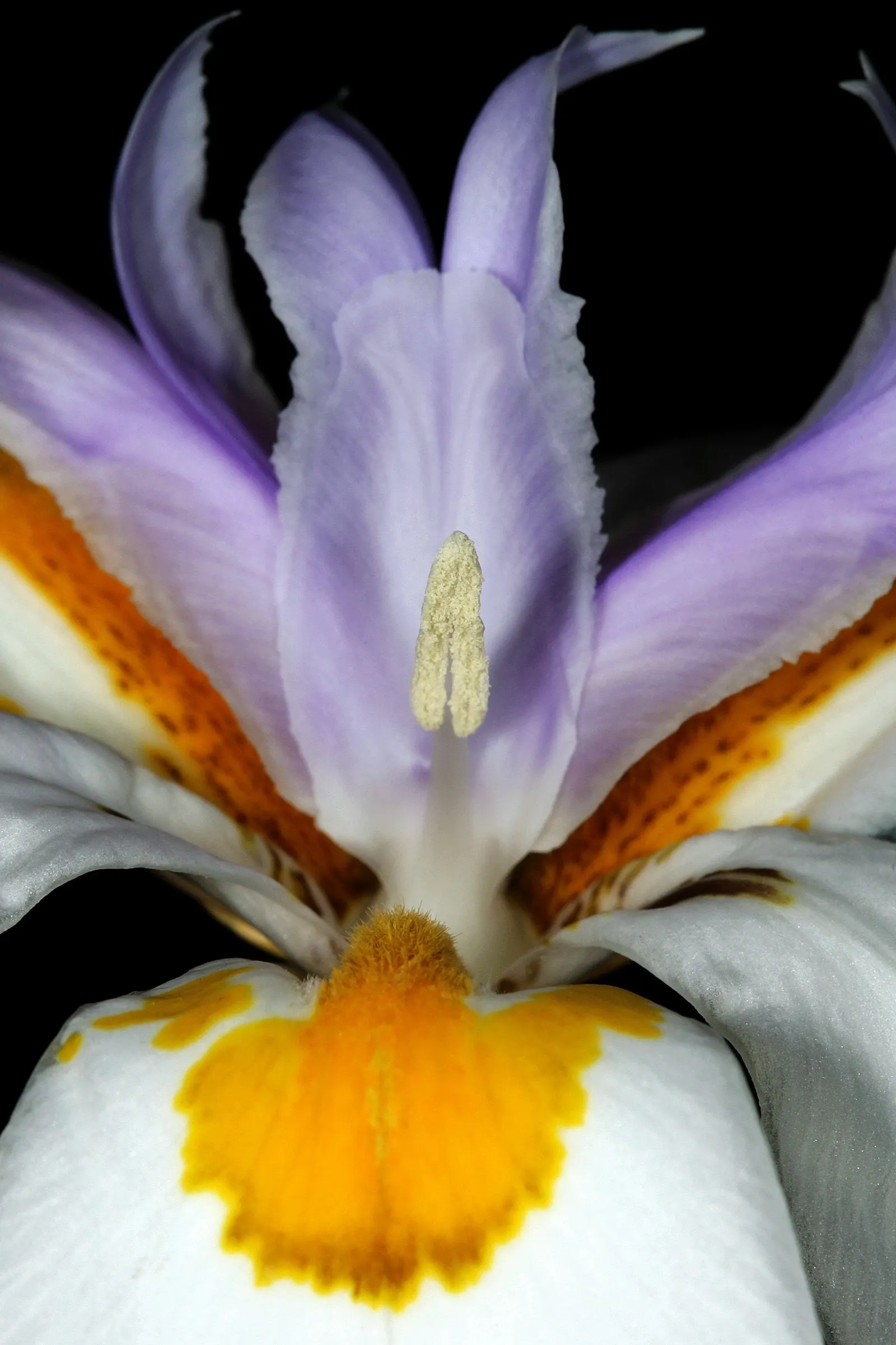 Large-Leaf African Iris (Dietes Grandiflora) — ensuring a visually dynamic and harmonious space for clients to enjoy