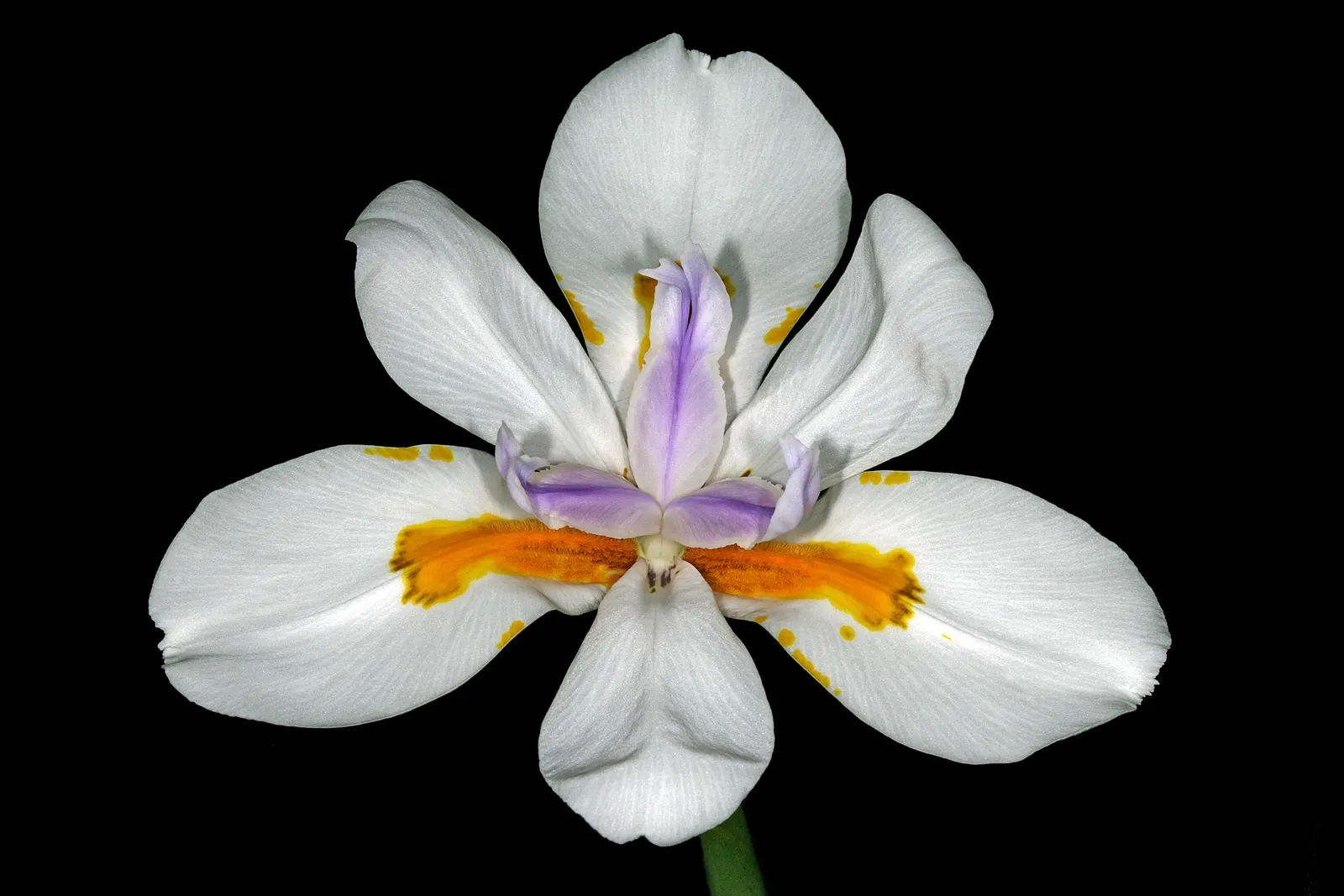 Large-Leaf African Iris (Dietes Grandiflora) — Hardy and versatile, it adds elegance to any landscape with its clumping habit and year-round, image 52