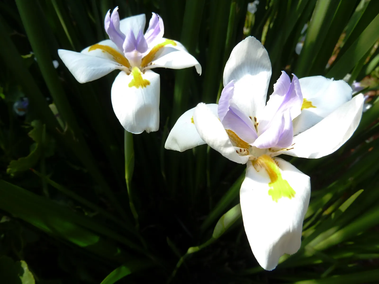 Large-Leaf African Iris (Dietes Grandiflora) — Department of Agriculture hardiness zones 8 through 11.<br><br>For optimal growth; perennial with, image 62